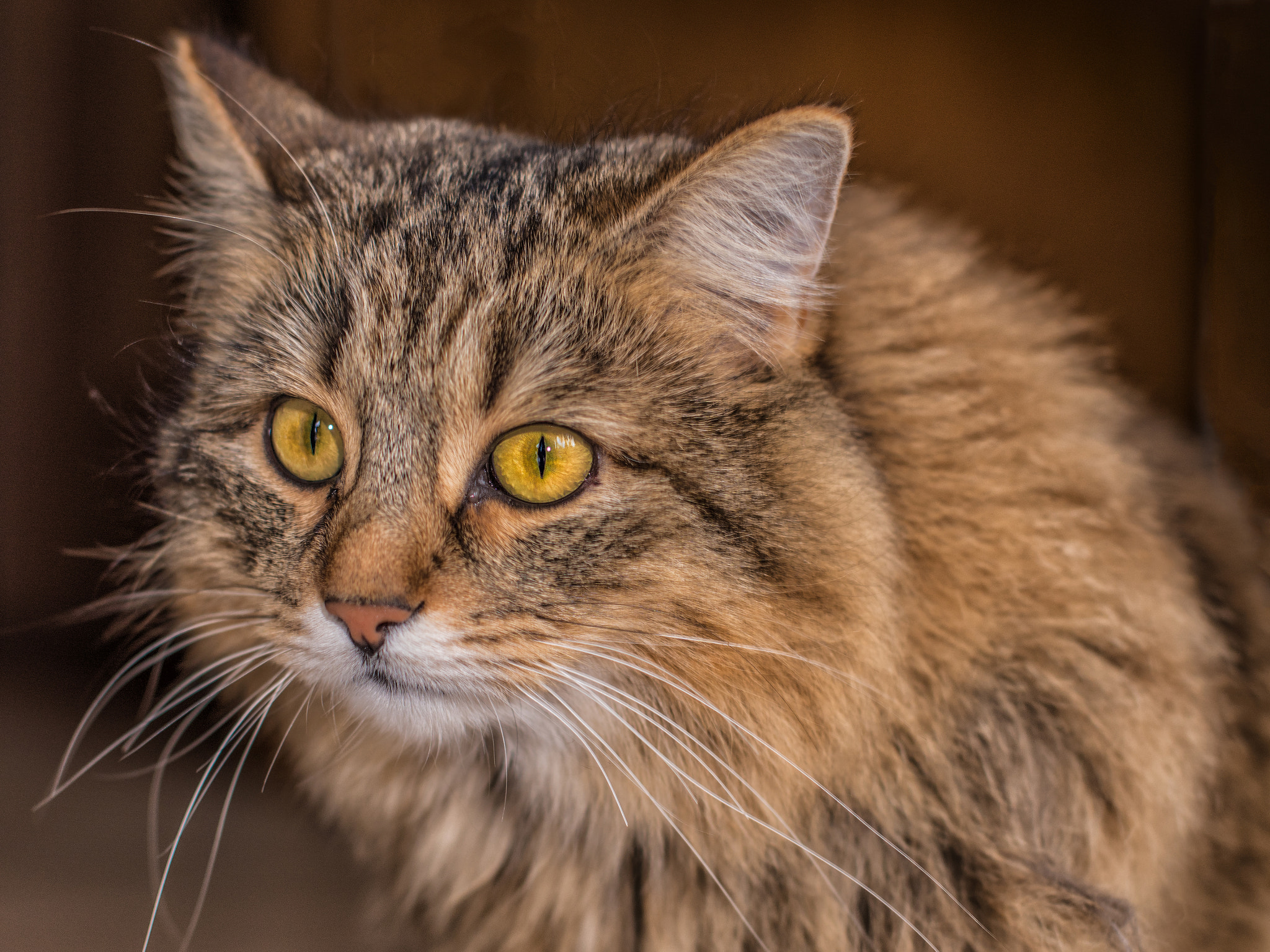 Sigma 50mm F1.4 EX DG HSM sample photo. Madam lilly photography