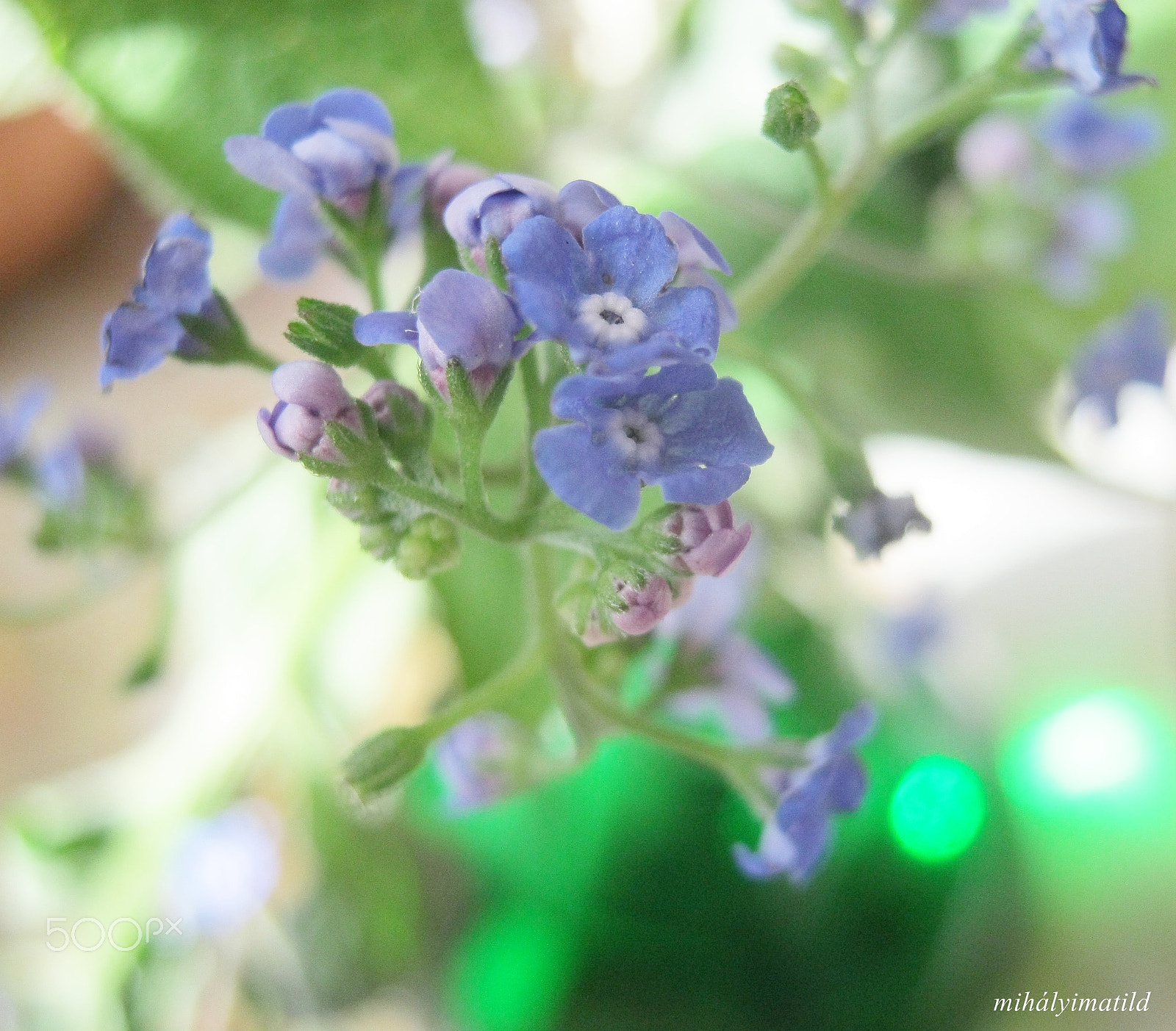 Canon PowerShot A800 sample photo. Forget-me-not photography