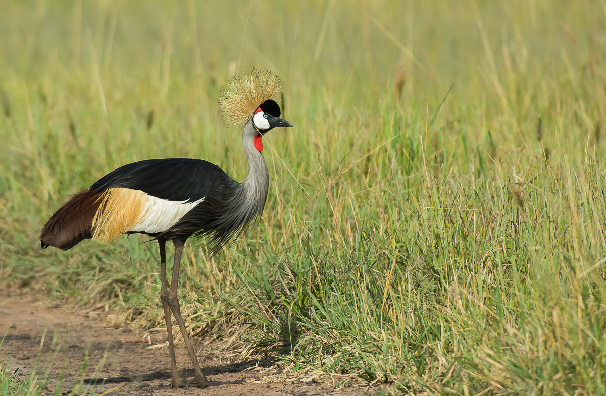 Nikon AF-S Nikkor 200-400mm F4G ED-IF VR sample photo. Grey crowned crane photography