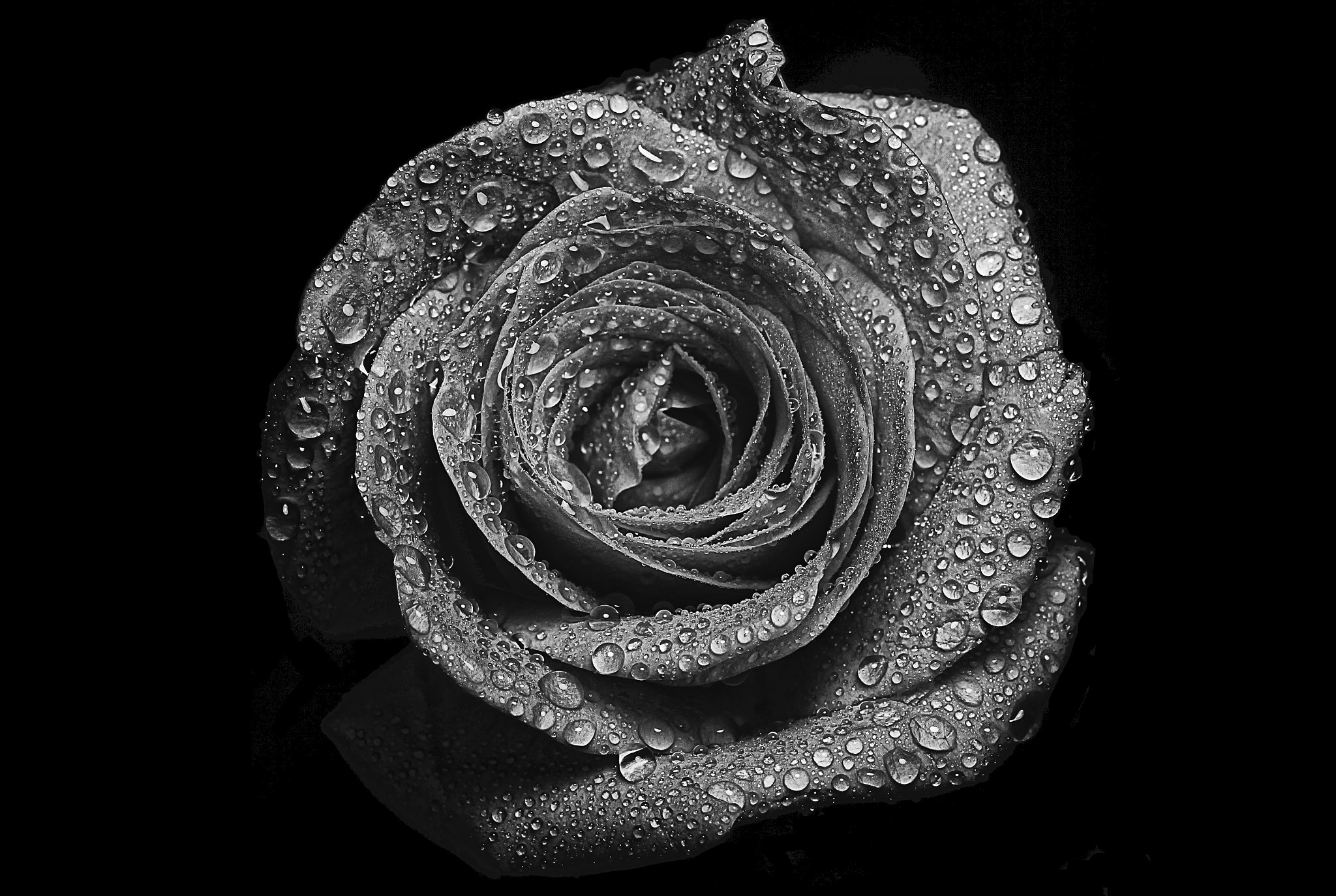 Canon EF-S 60mm F2.8 Macro USM sample photo. A rose photography