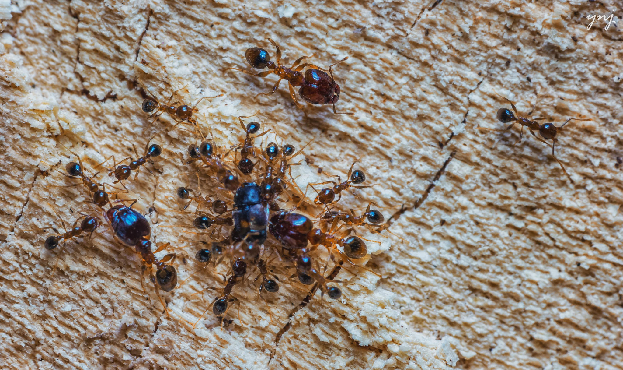 Sigma 70-300mm F4-5.6 APO DG Macro sample photo. Ant world photography