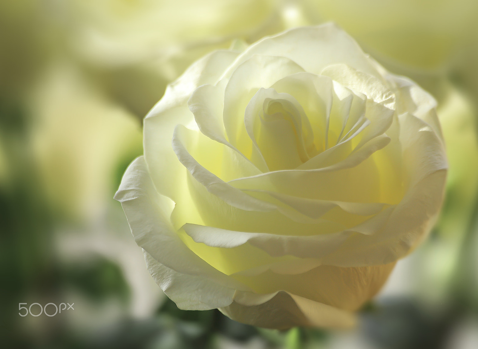 Sigma 70-300mm F4-5.6 APO DG Macro sample photo. Flower early in the morning photography