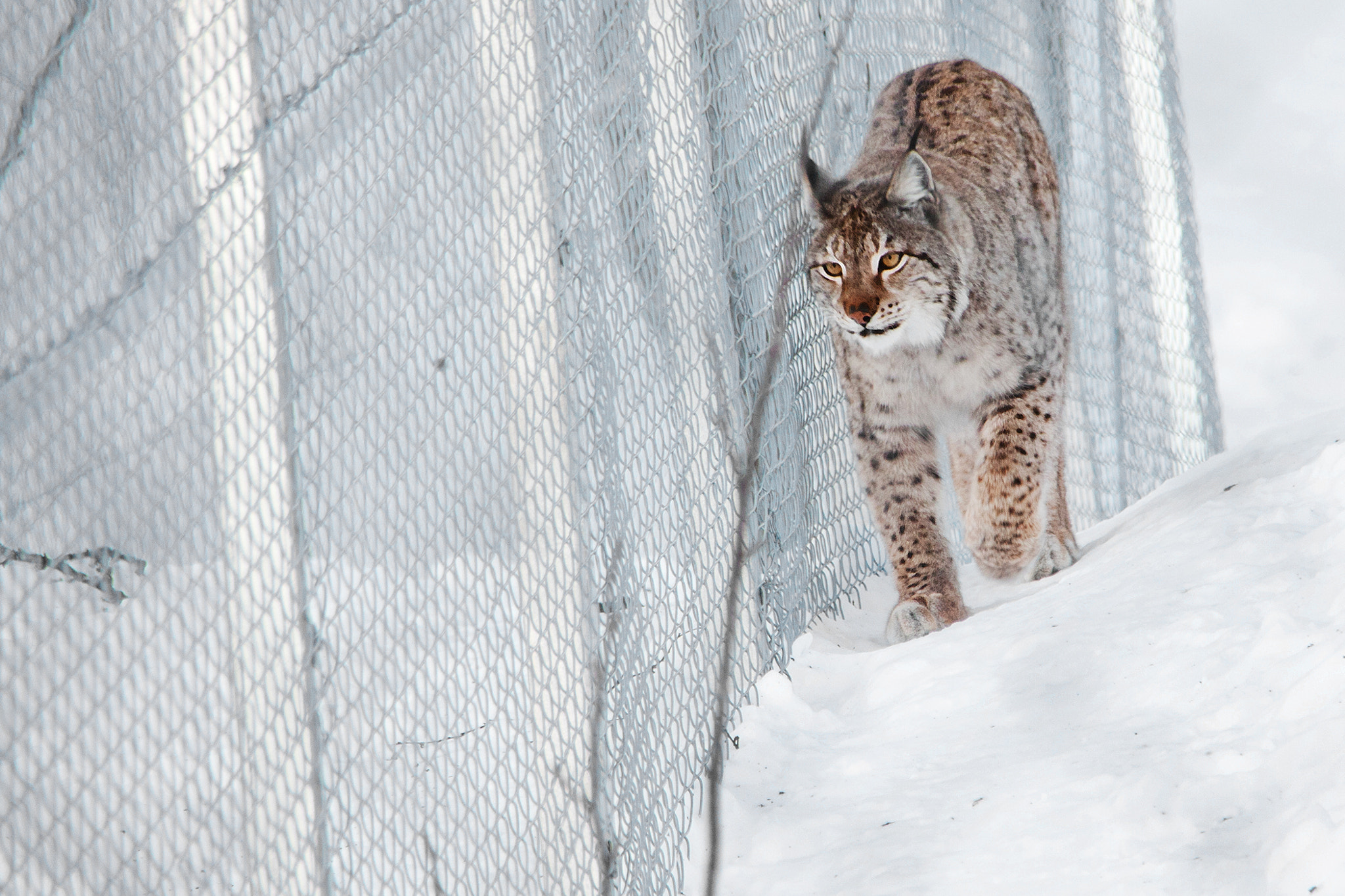 Sigma 18-250mm F3.5-6.3 DC OS HSM sample photo. The cat, linx photography