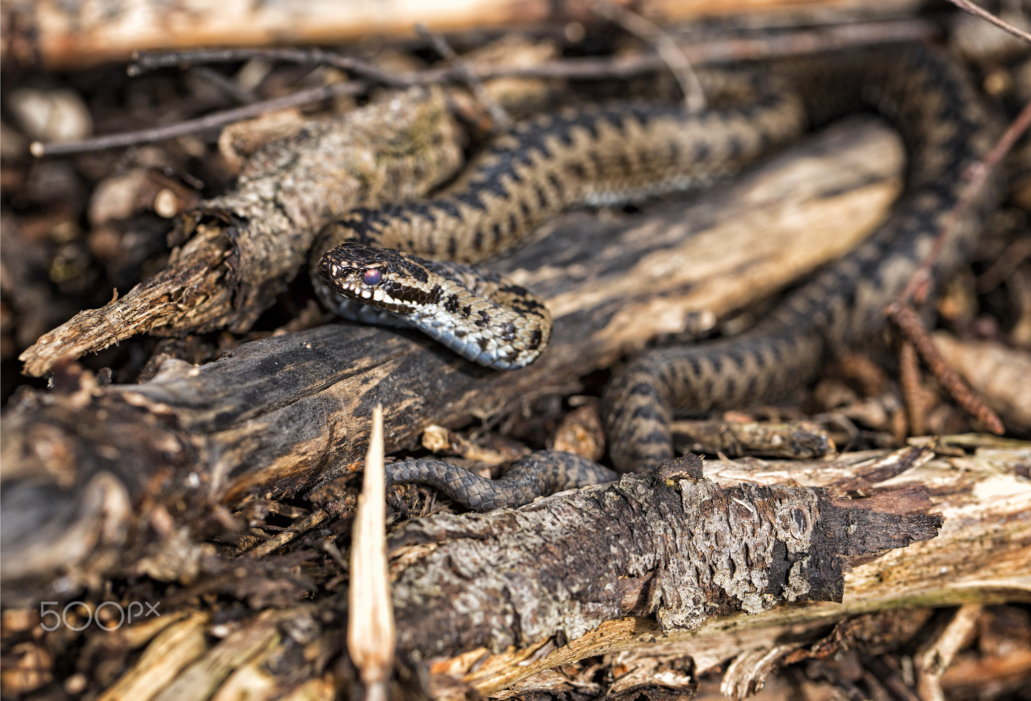 Northern adder