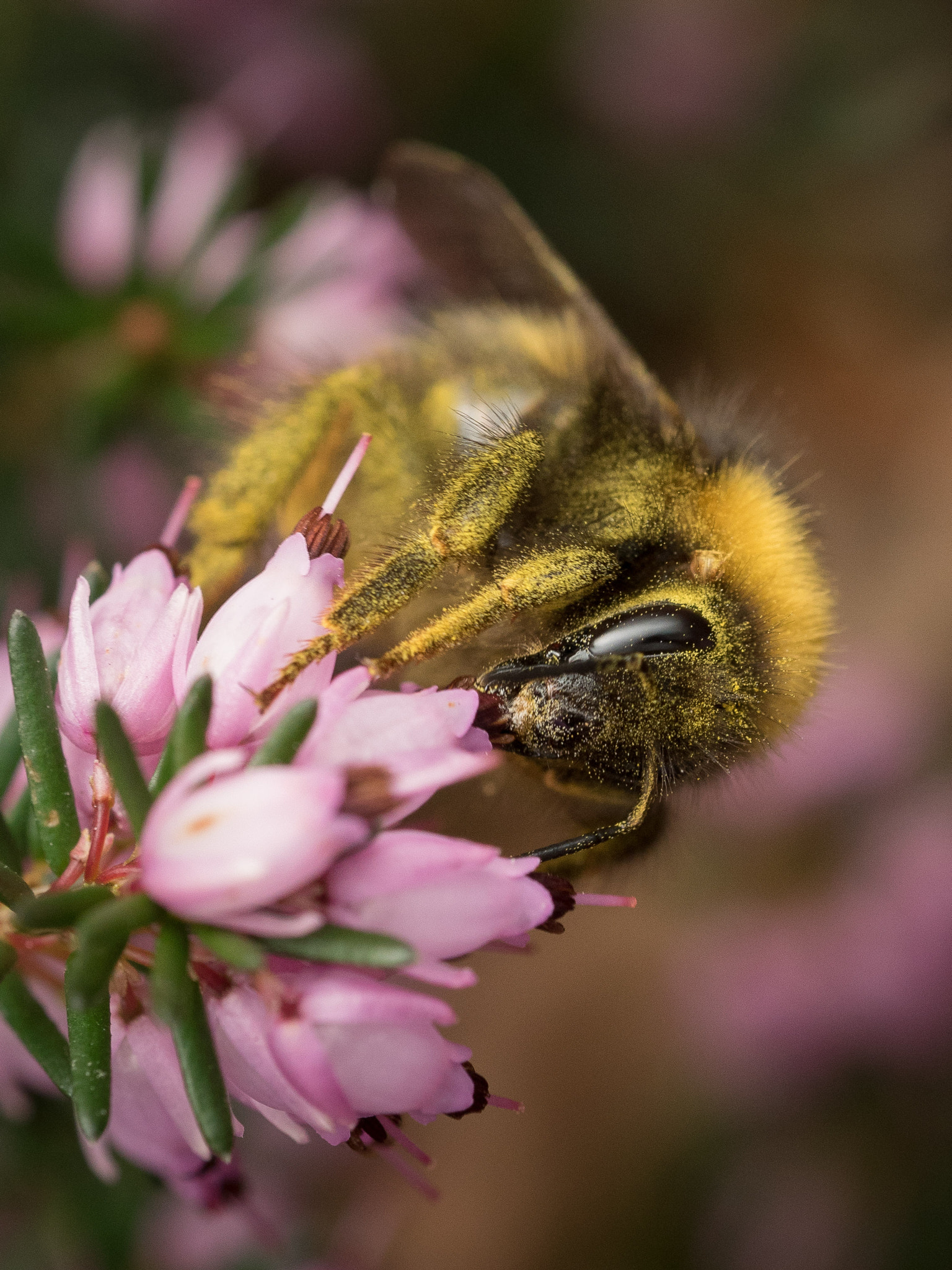 Olympus M.Zuiko Digital ED 60mm F2.8 Macro sample photo. Bumblebee macro photography