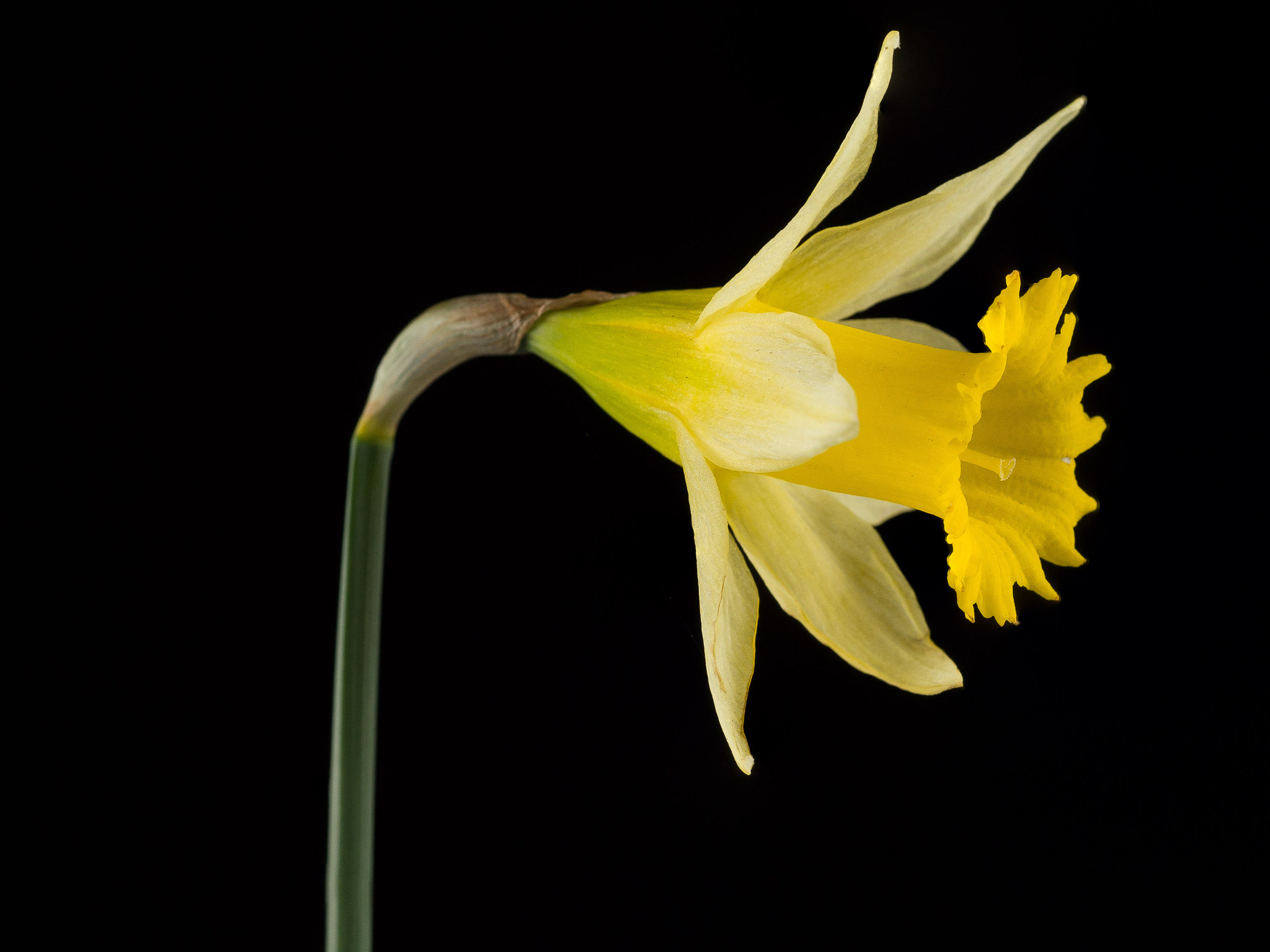 Olympus M.Zuiko Digital ED 60mm F2.8 Macro sample photo. Narcissus on black photography