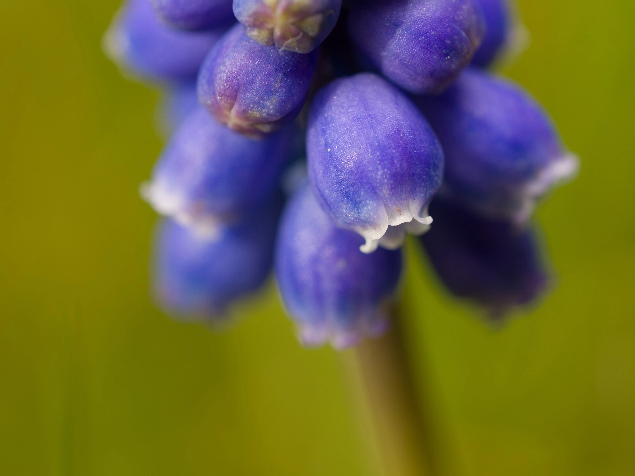 Olympus M.Zuiko Digital ED 60mm F2.8 Macro sample photo. Common grape hyacinth photography
