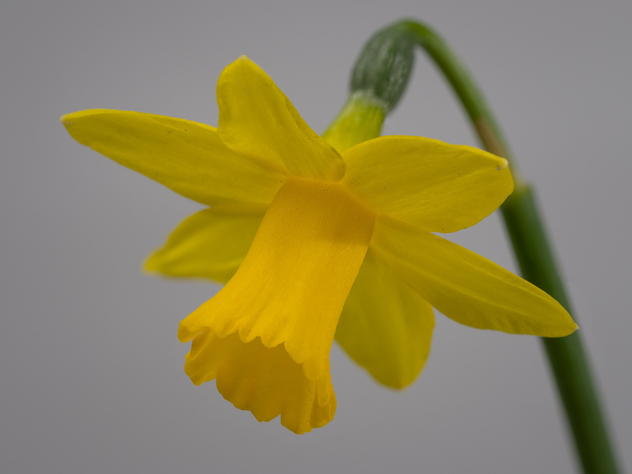 Olympus M.Zuiko Digital ED 60mm F2.8 Macro sample photo. Narcis detail photography