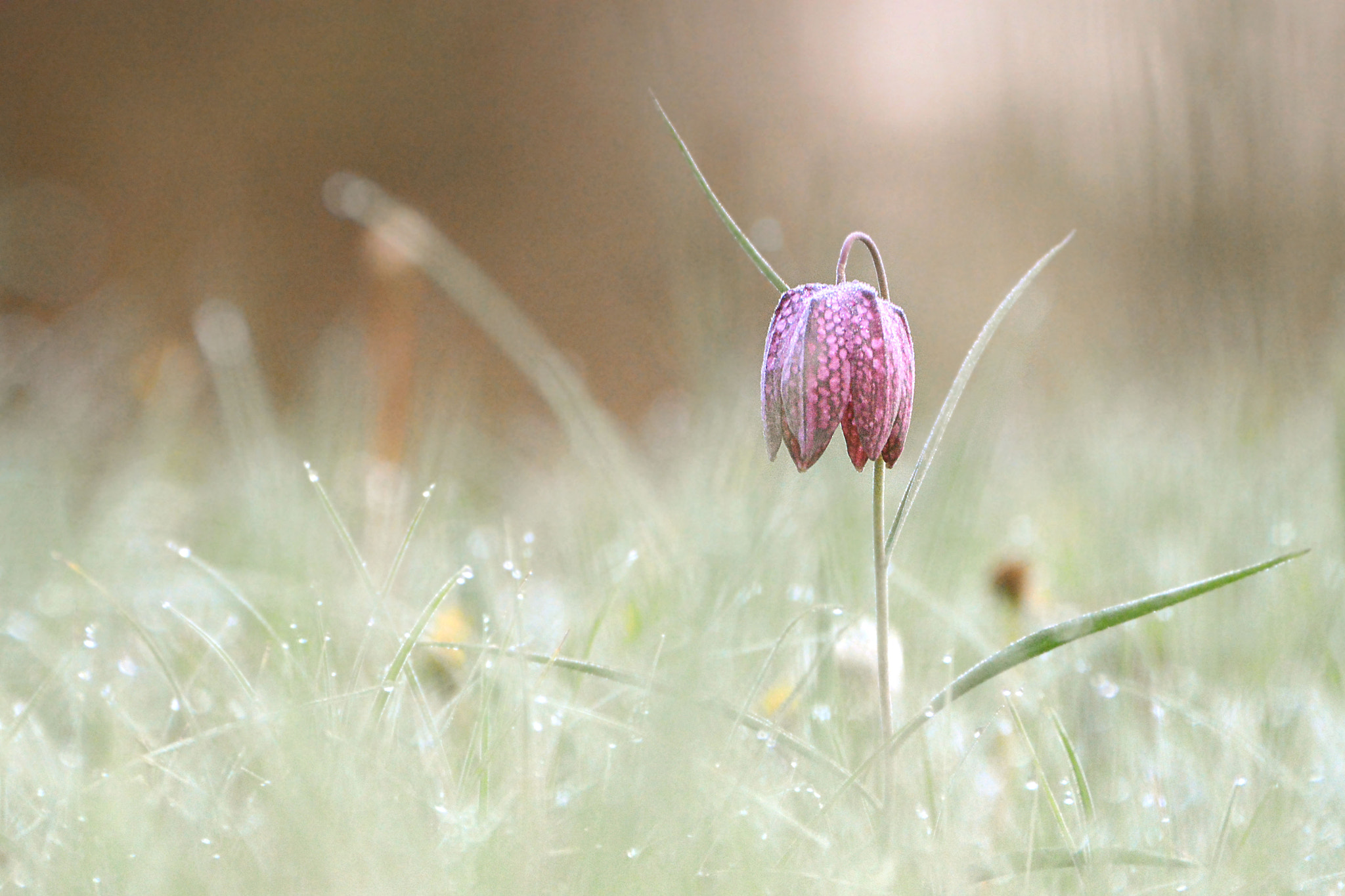 AF Zoom-Nikkor 28-70mm f/3.5-4.5D sample photo. Nature photography