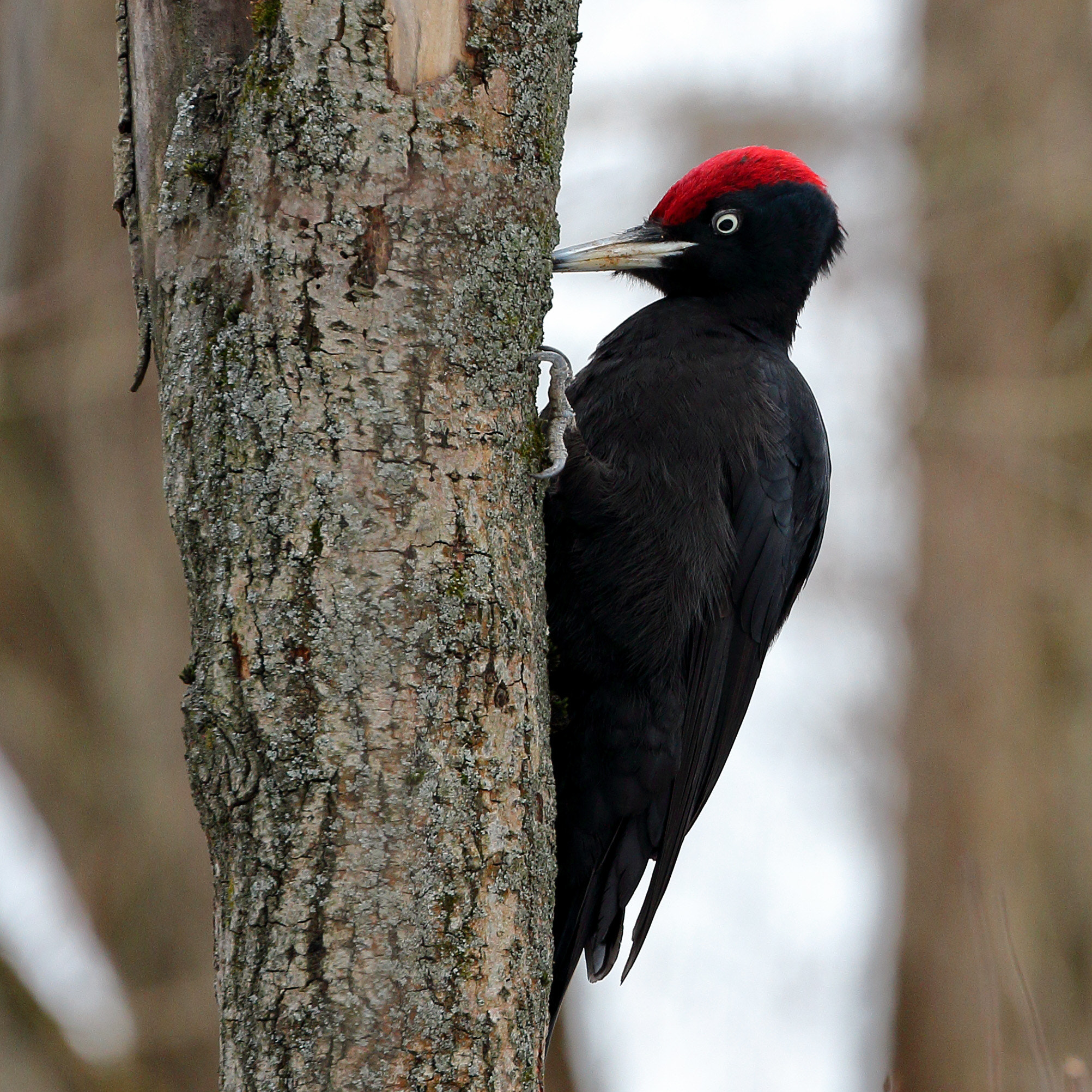 Canon EF 70-300mm F4-5.6L IS USM sample photo. Black woodpecker photography