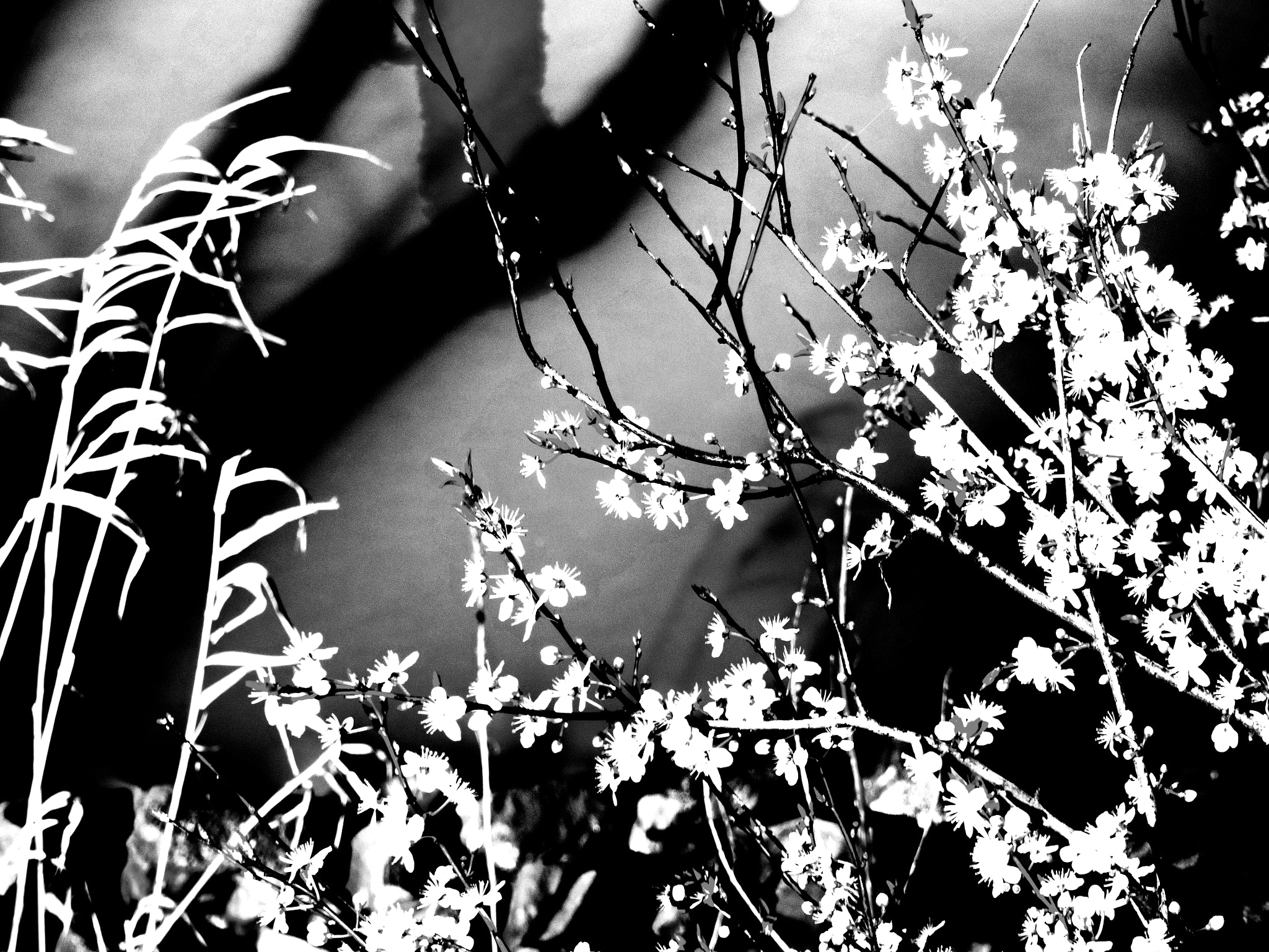 Olympus PEN E-P5 sample photo. Spring photography