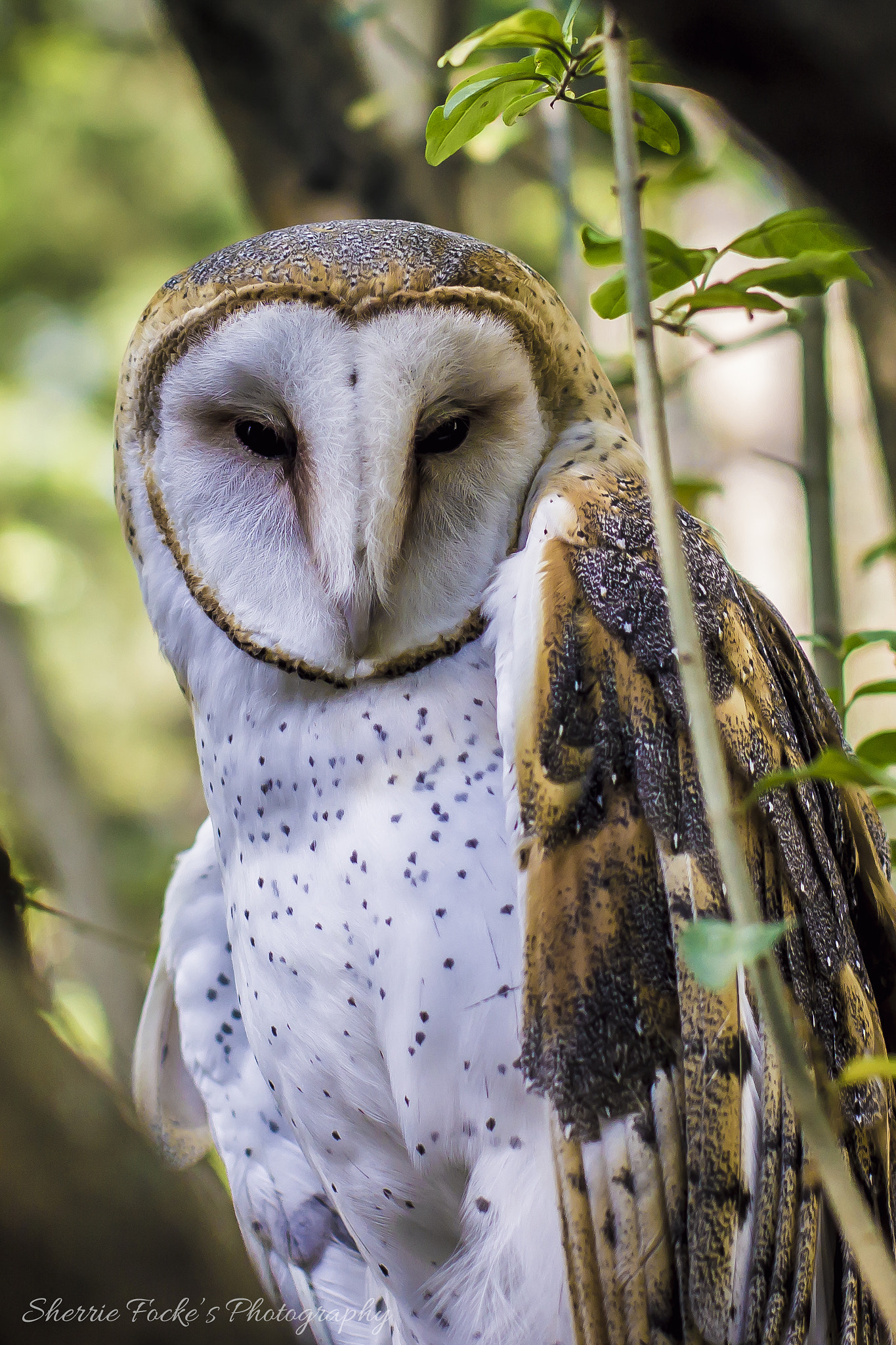 Canon EOS 600D (Rebel EOS T3i / EOS Kiss X5) + Canon EF 50mm F1.2L USM sample photo. Barn owl photography