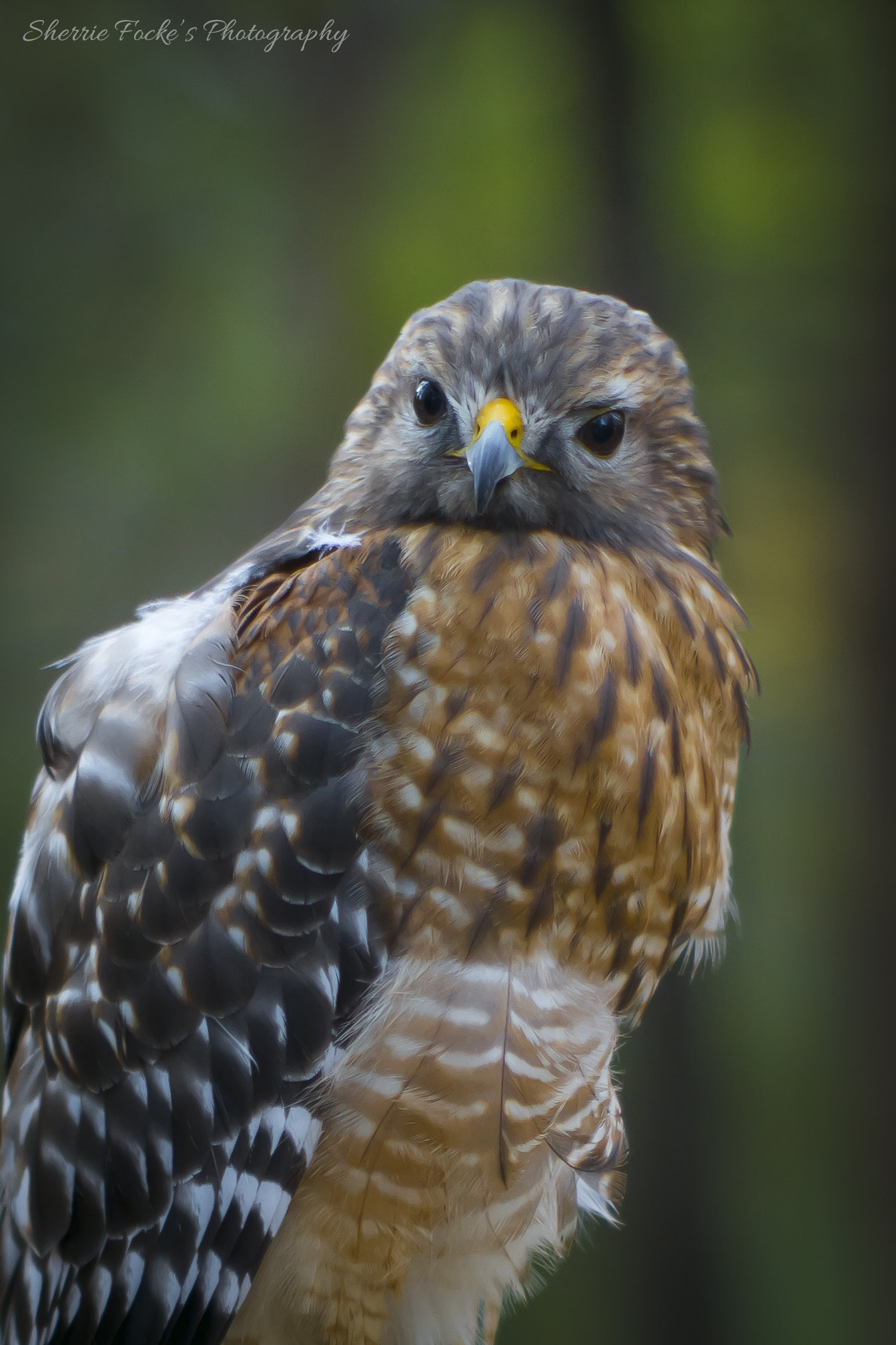 Canon EOS 600D (Rebel EOS T3i / EOS Kiss X5) + Canon EF 50mm F1.2L USM sample photo. Red shouldered hawk photography