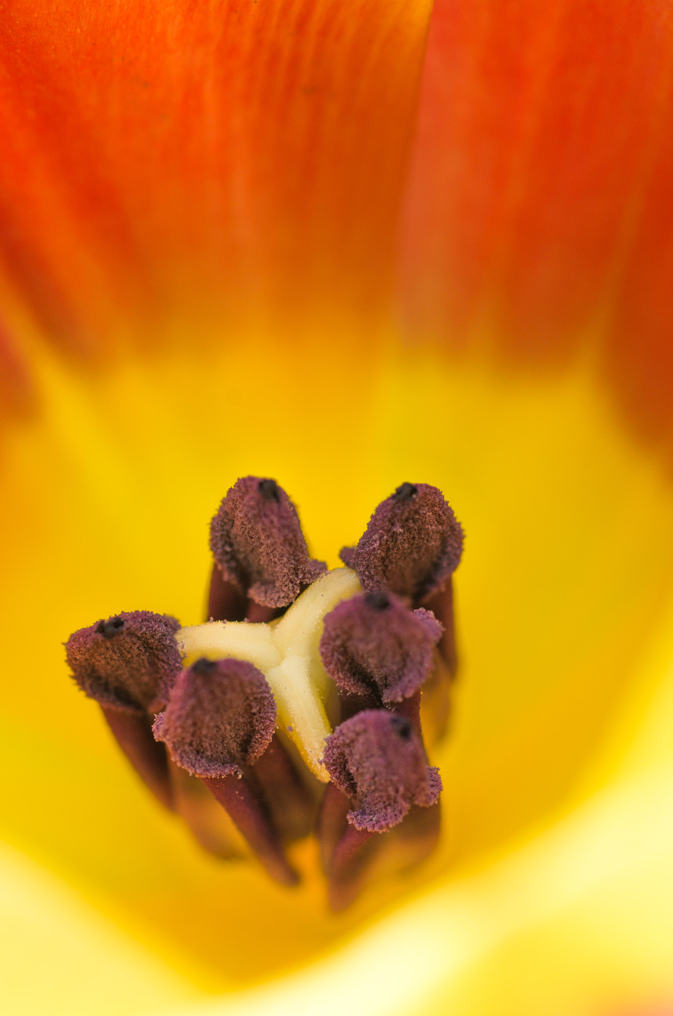 Pentax K-50 + Tamron SP AF 90mm F2.8 Di Macro sample photo. Macro flower photography