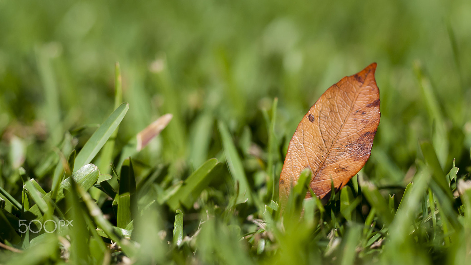 Nikon D300 + AF Micro-Nikkor 55mm f/2.8 sample photo. A brown photography