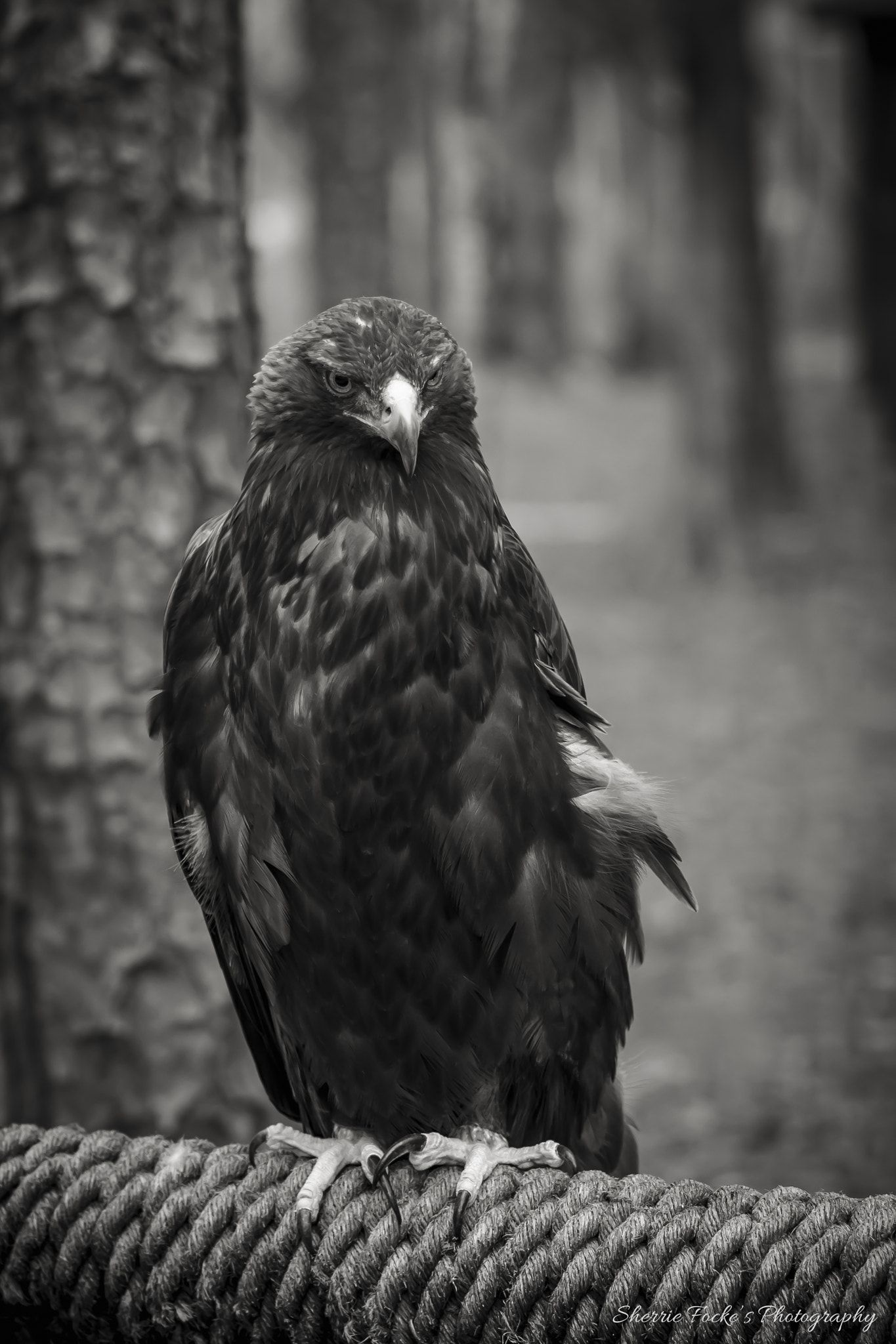 Canon EOS 600D (Rebel EOS T3i / EOS Kiss X5) + Canon EF 50mm F1.2L USM sample photo. Bald eagle bw photography
