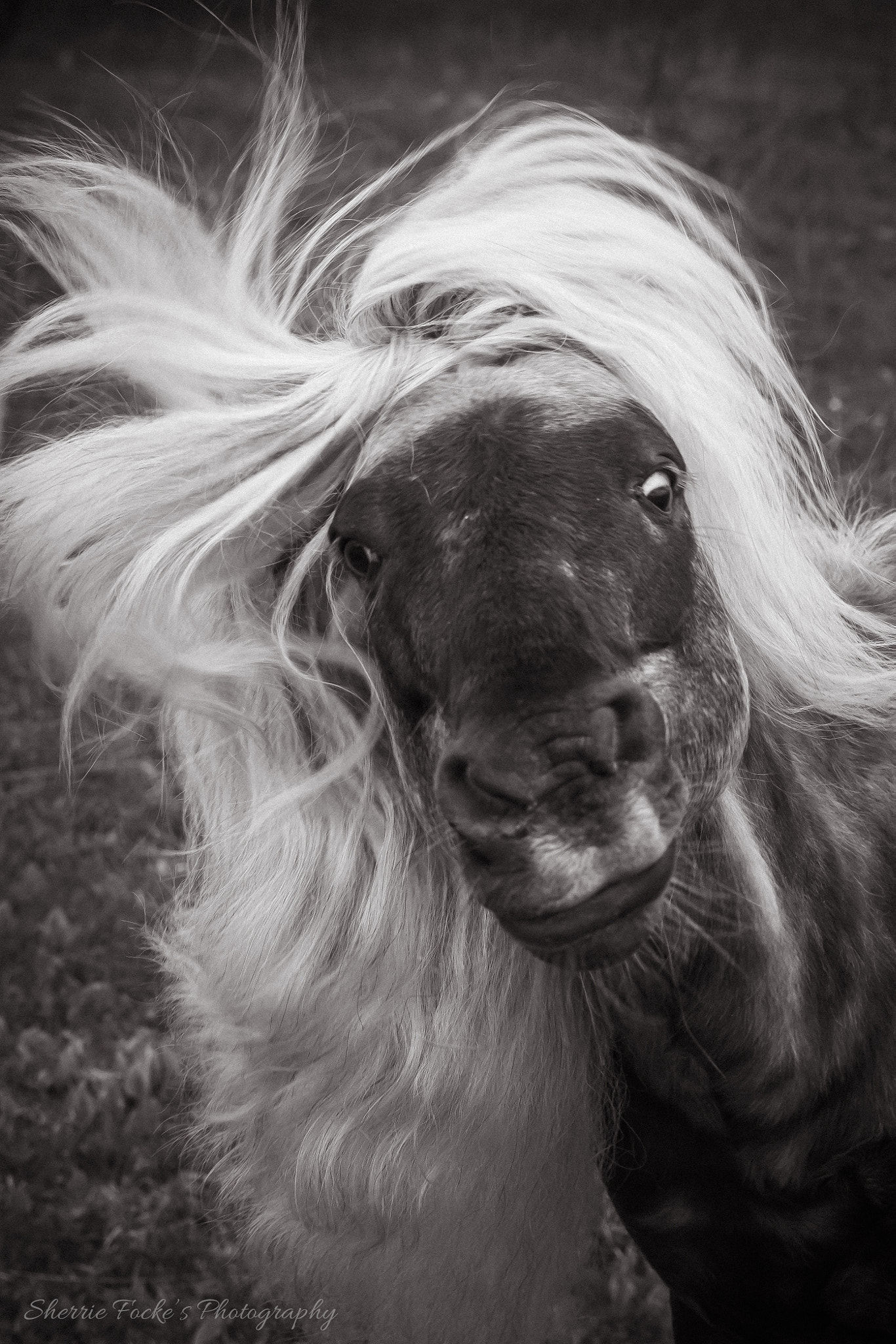 Canon EF 24-70mm F2.8L II USM sample photo. Rock star pony photography