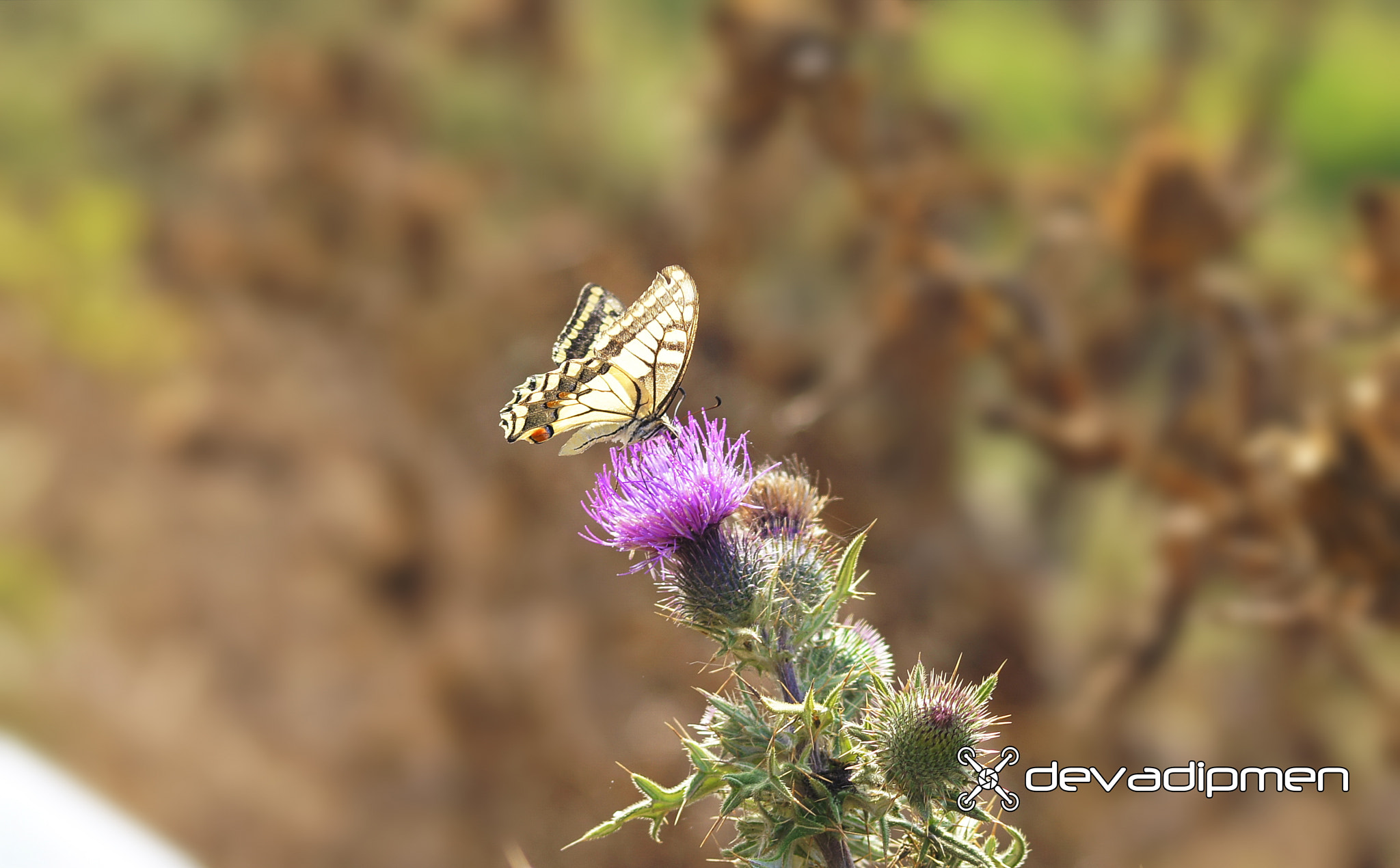 Sony SLT-A55 (SLT-A55V) + Sigma 70-300mm F4-5.6 DL Macro sample photo. Dvmn0404160158 photography