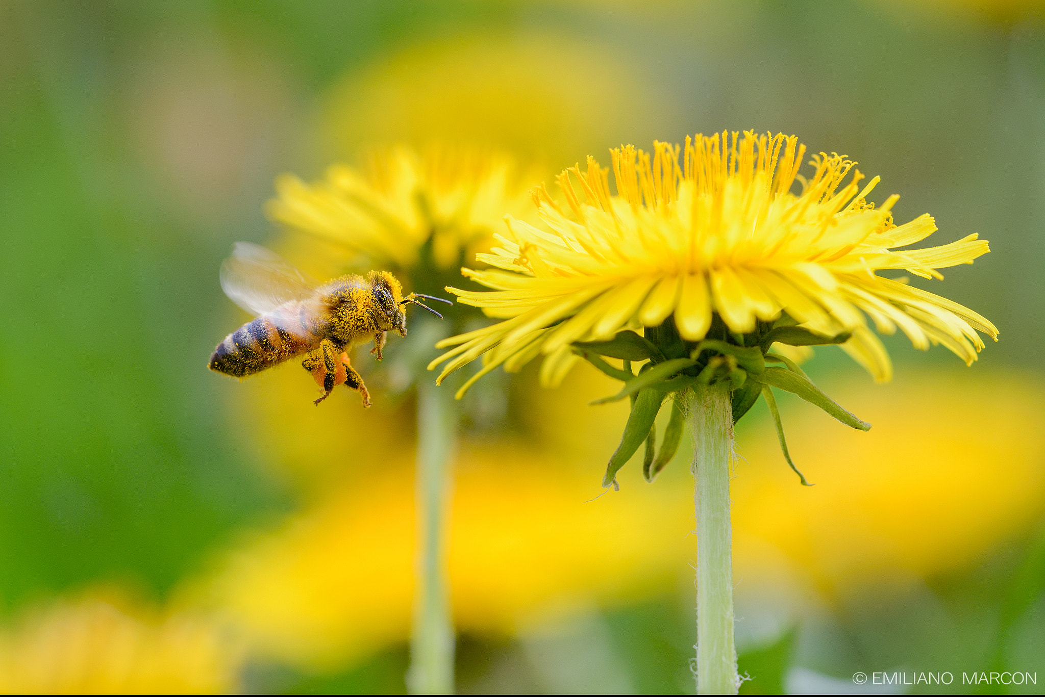 Sigma APO Macro 180mm F3.5 EX DG HSM sample photo. Al lavoro photography