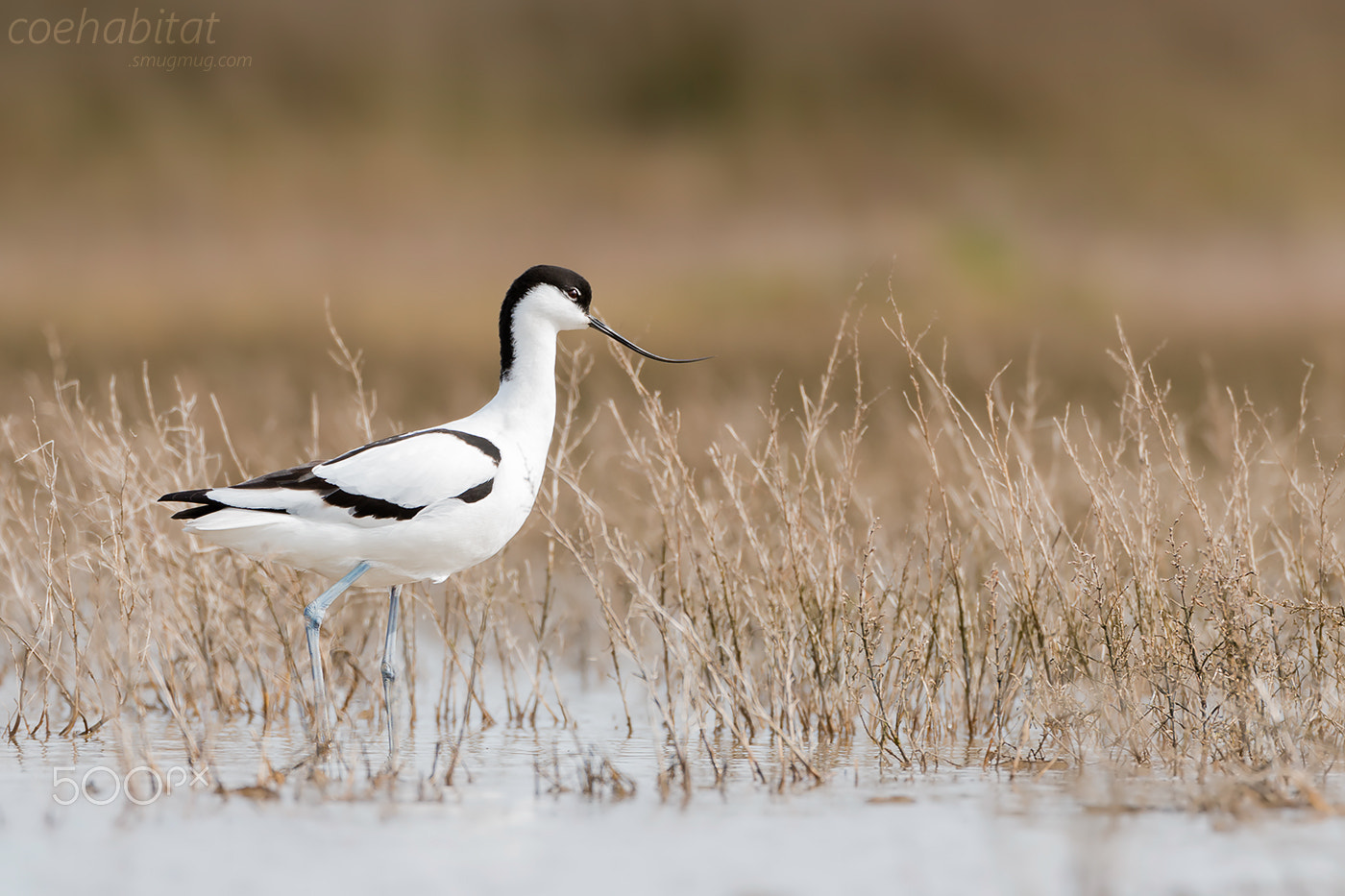 Nikon AF-S Nikkor 200-400mm F4G ED-IF VR sample photo. Avocet photography