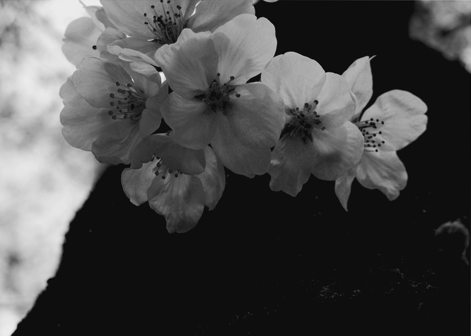 Olympus PEN E-P5 sample photo. Cherry blossoms photography