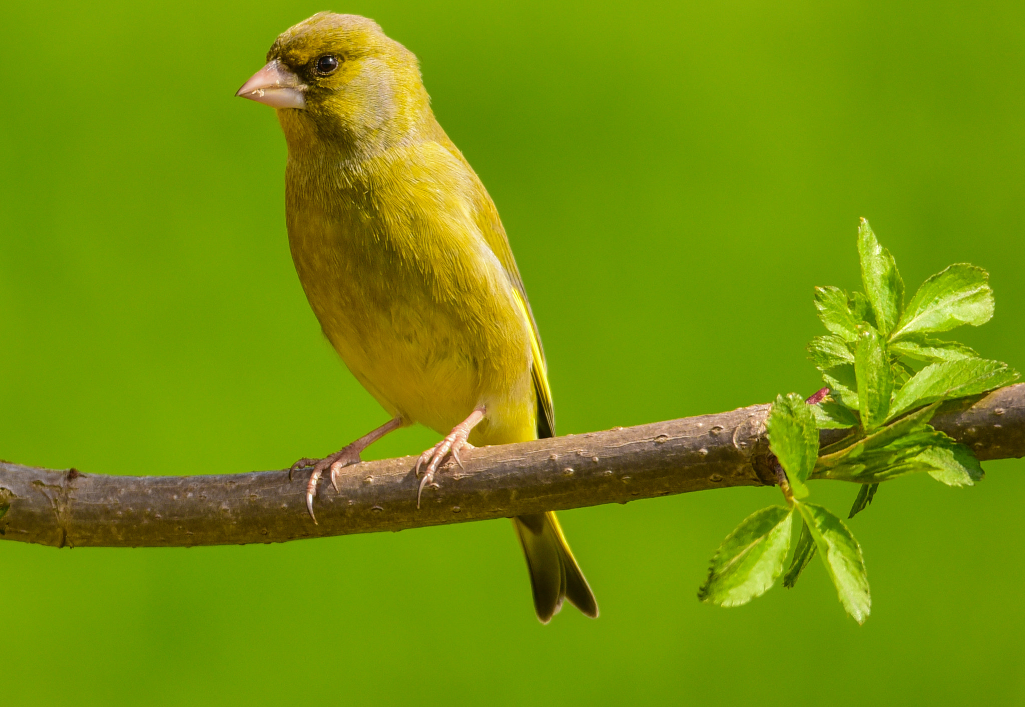 Sigma 120-400mm F4.5-5.6 DG OS HSM sample photo. Greenfinch photography