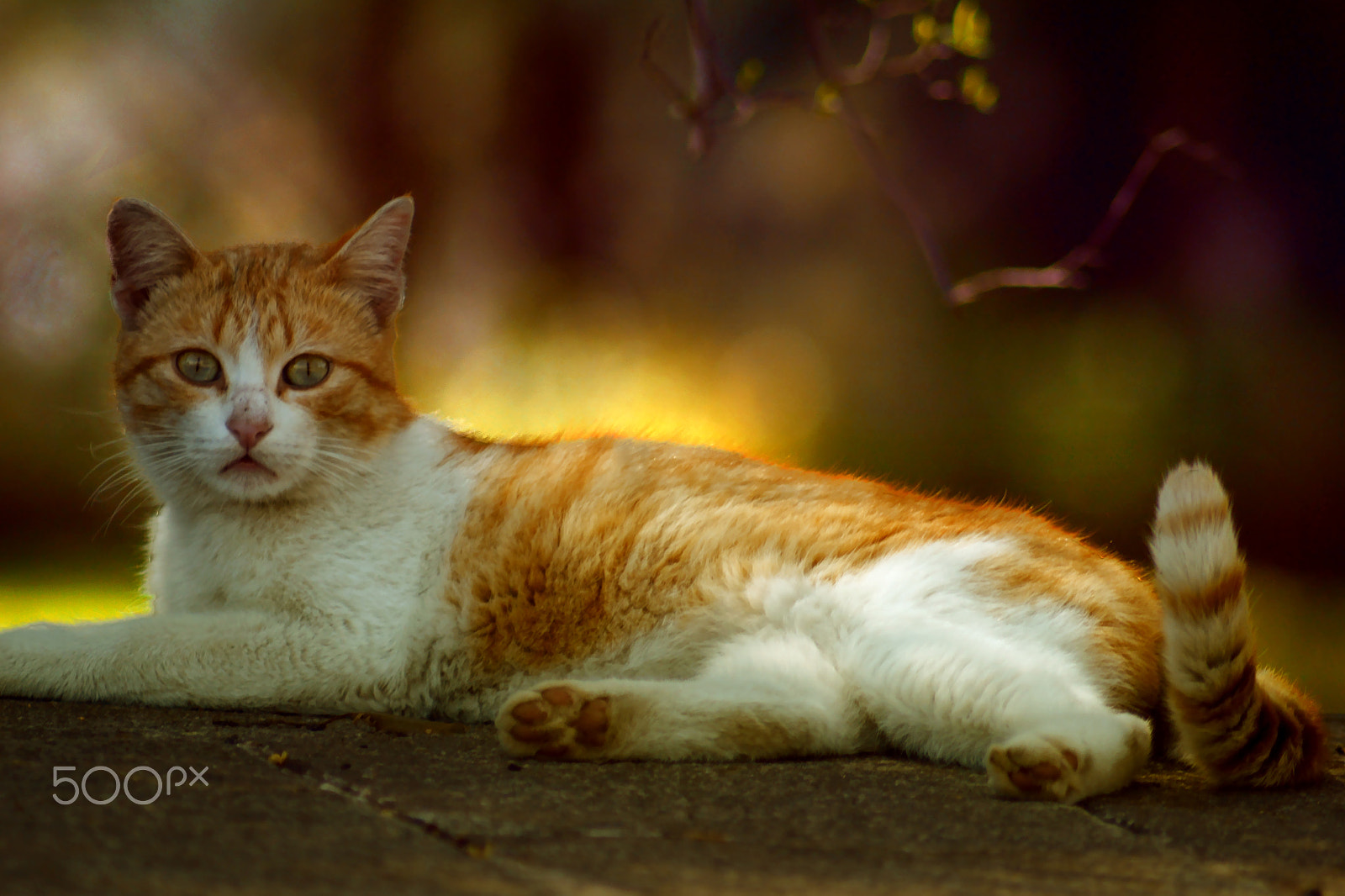 Sigma 17-70mm F2.8-4 DC Macro OS HSM | C sample photo. Miao photography