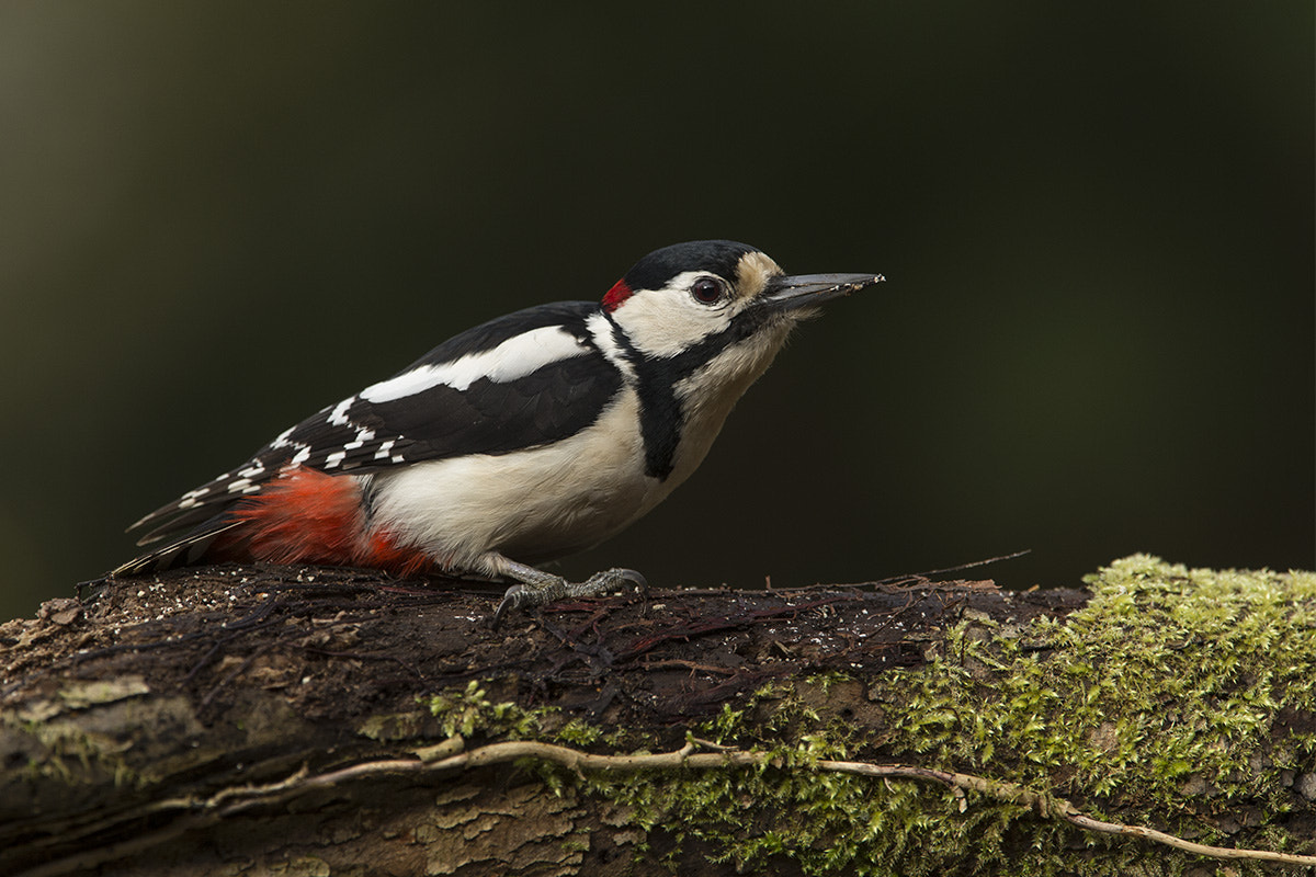 Canon EF 300mm F2.8L IS USM sample photo. Greater spotted woodpecker photography