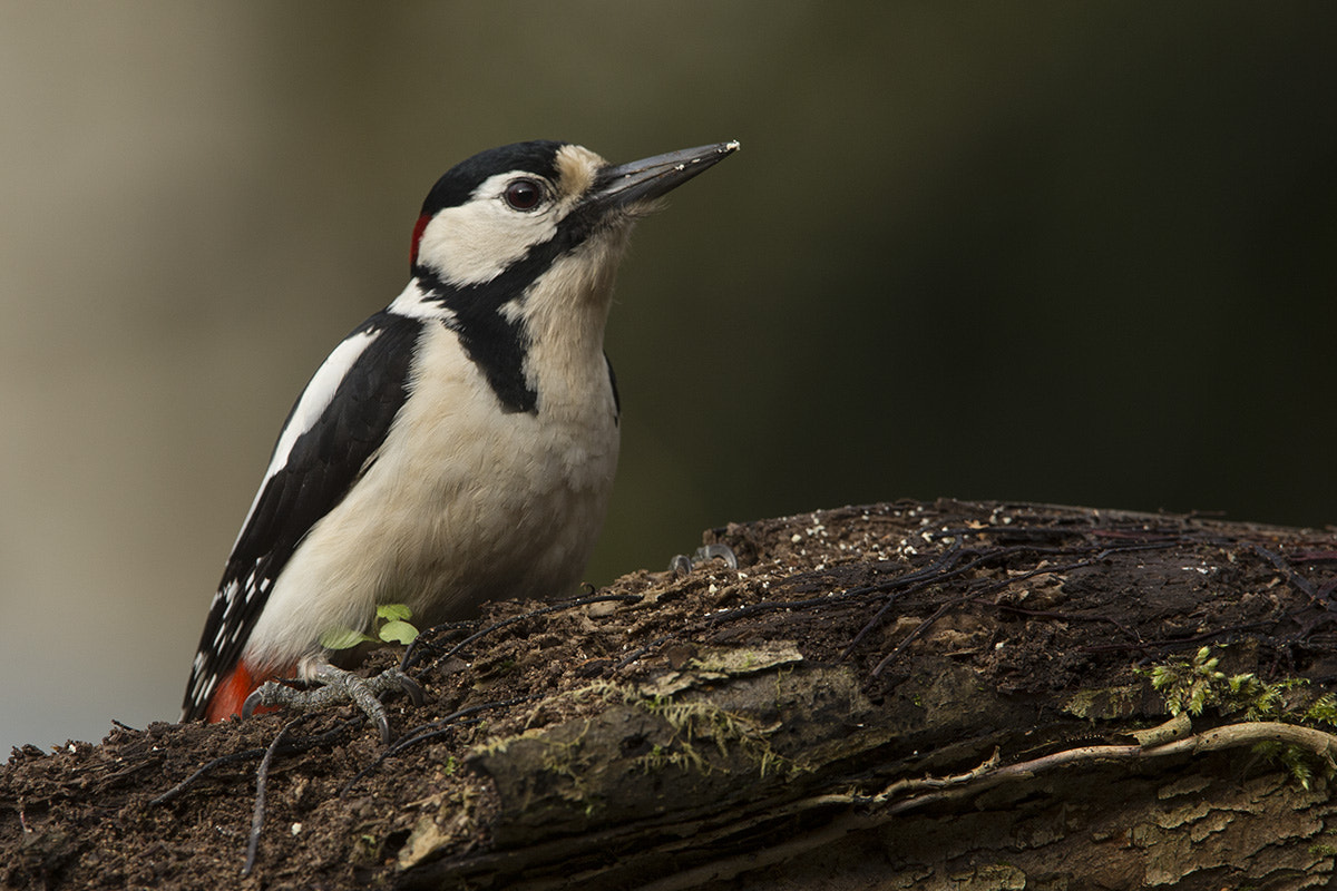 Canon EF 300mm F2.8L IS USM sample photo. Greater spotted woodpecker photography