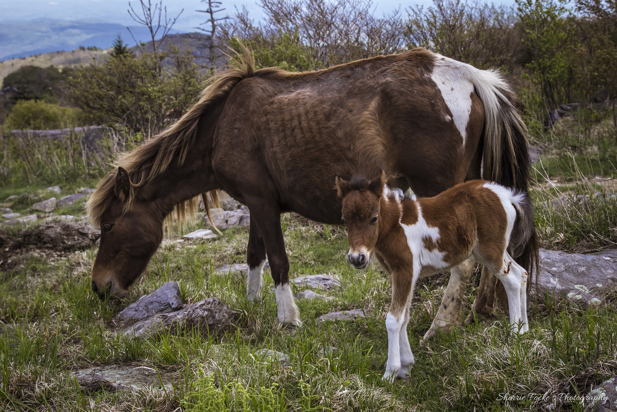 Canon EOS 600D (Rebel EOS T3i / EOS Kiss X5) + Canon EF 24-70mm F2.8L II USM sample photo. Wild ponies mom baby photography