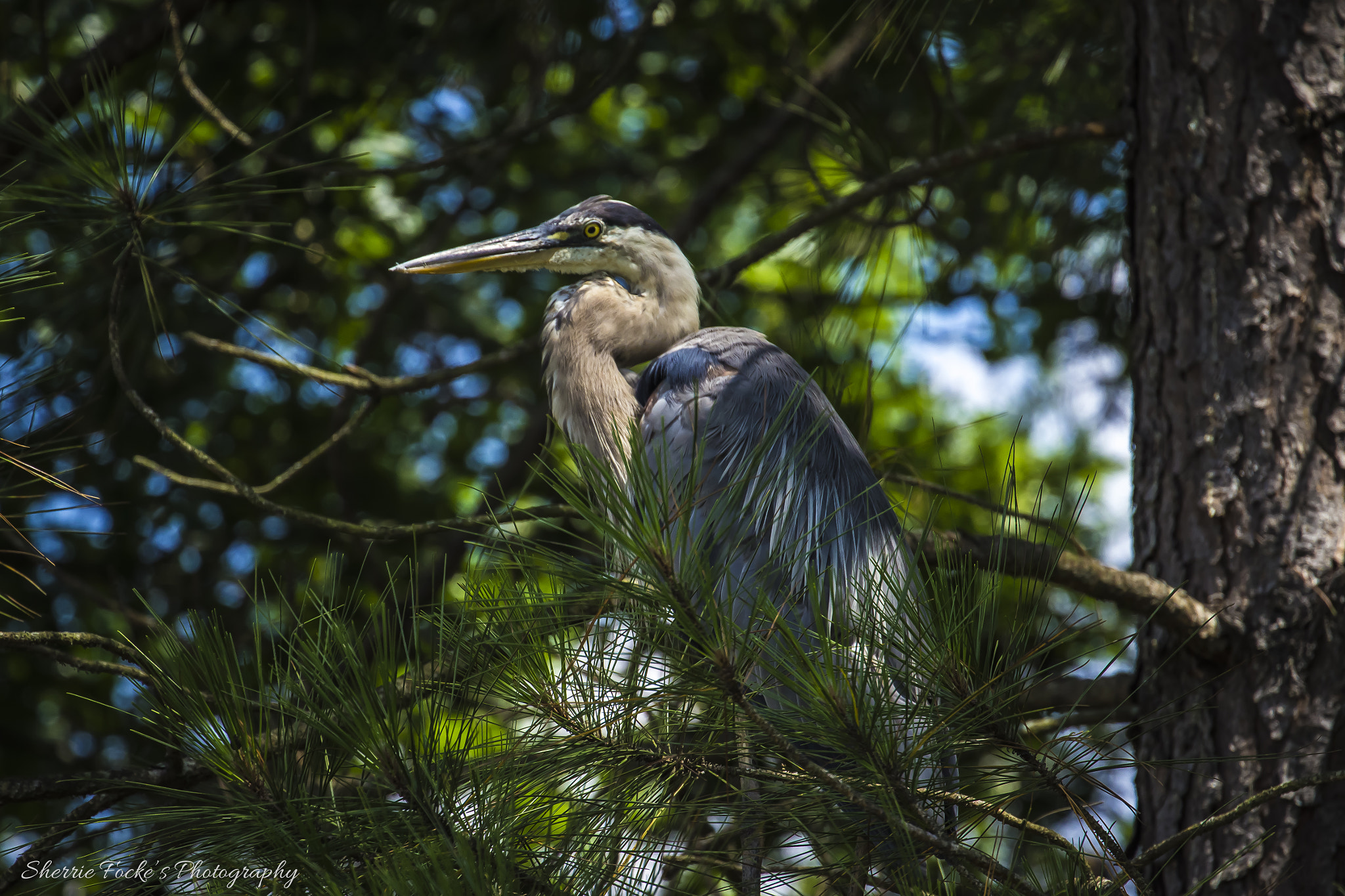 Canon EF 70-300mm F4-5.6L IS USM sample photo. Waldo sitting in tree dsbg photography