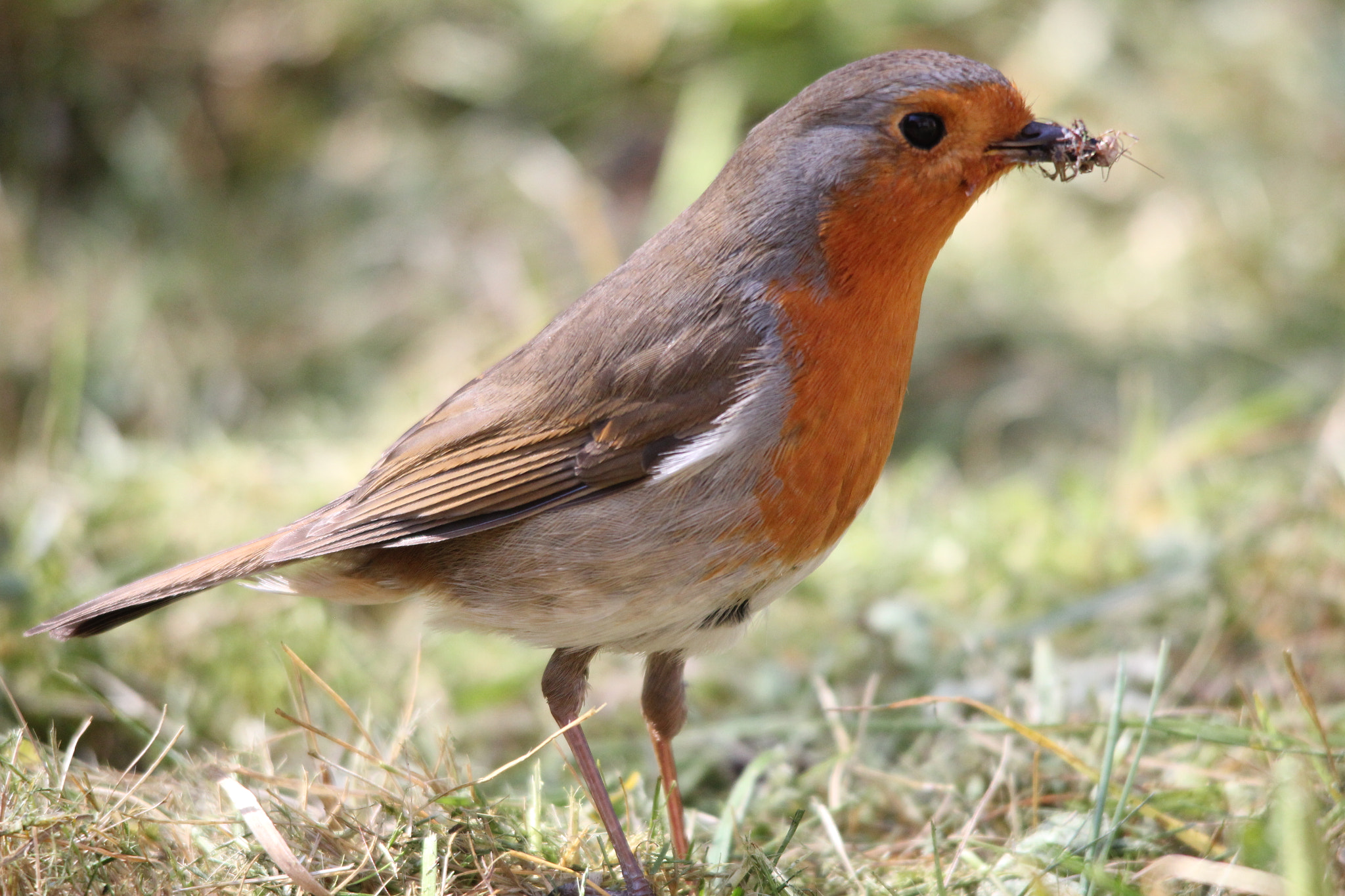 Sigma 150-500mm F5-6.3 DG OS HSM sample photo. Robin red breast photography