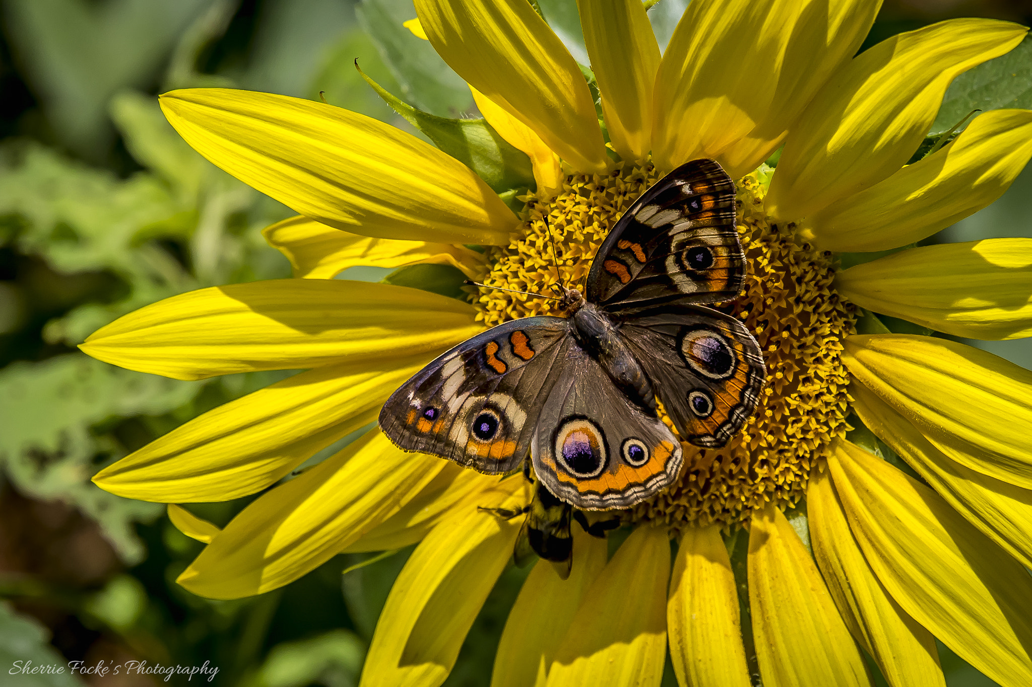 Canon EF 24-70mm F2.8L II USM sample photo. Draper wma brown butterfly photography