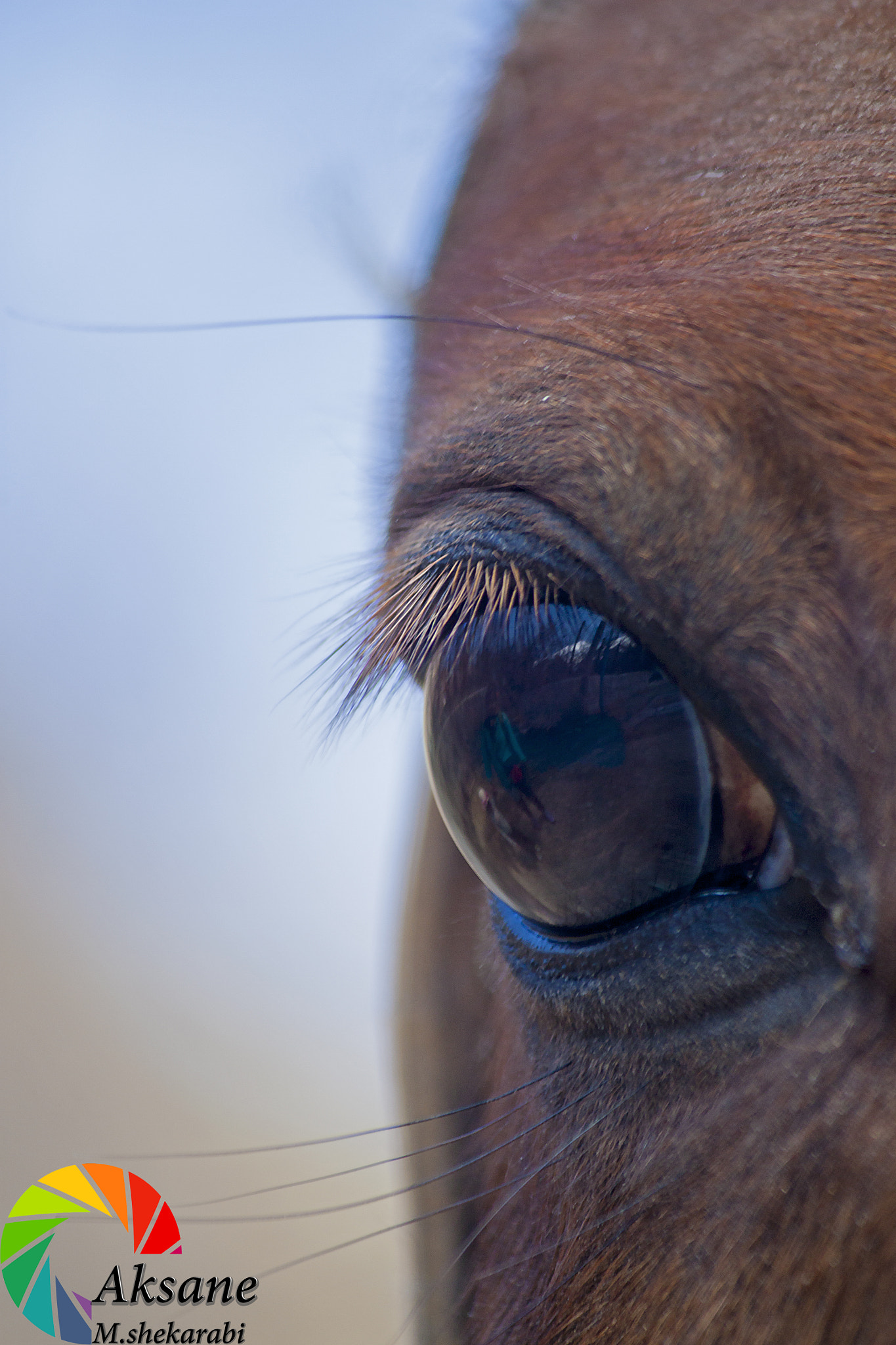 Canon EOS 500D (EOS Rebel T1i / EOS Kiss X3) sample photo. Workhorse photography
