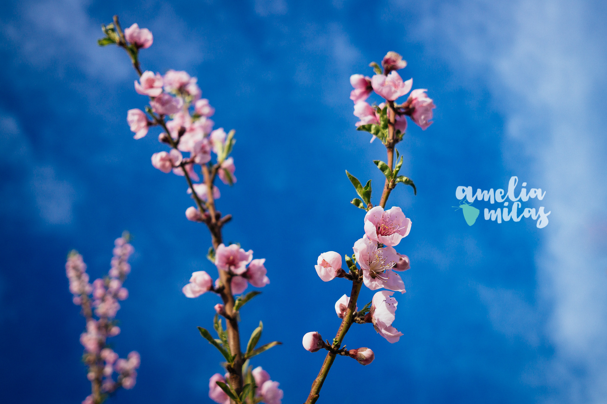 Sony Alpha a5000 (ILCE 5000) + Sigma 19mm F2.8 EX DN sample photo. Flowing for the clouds photography