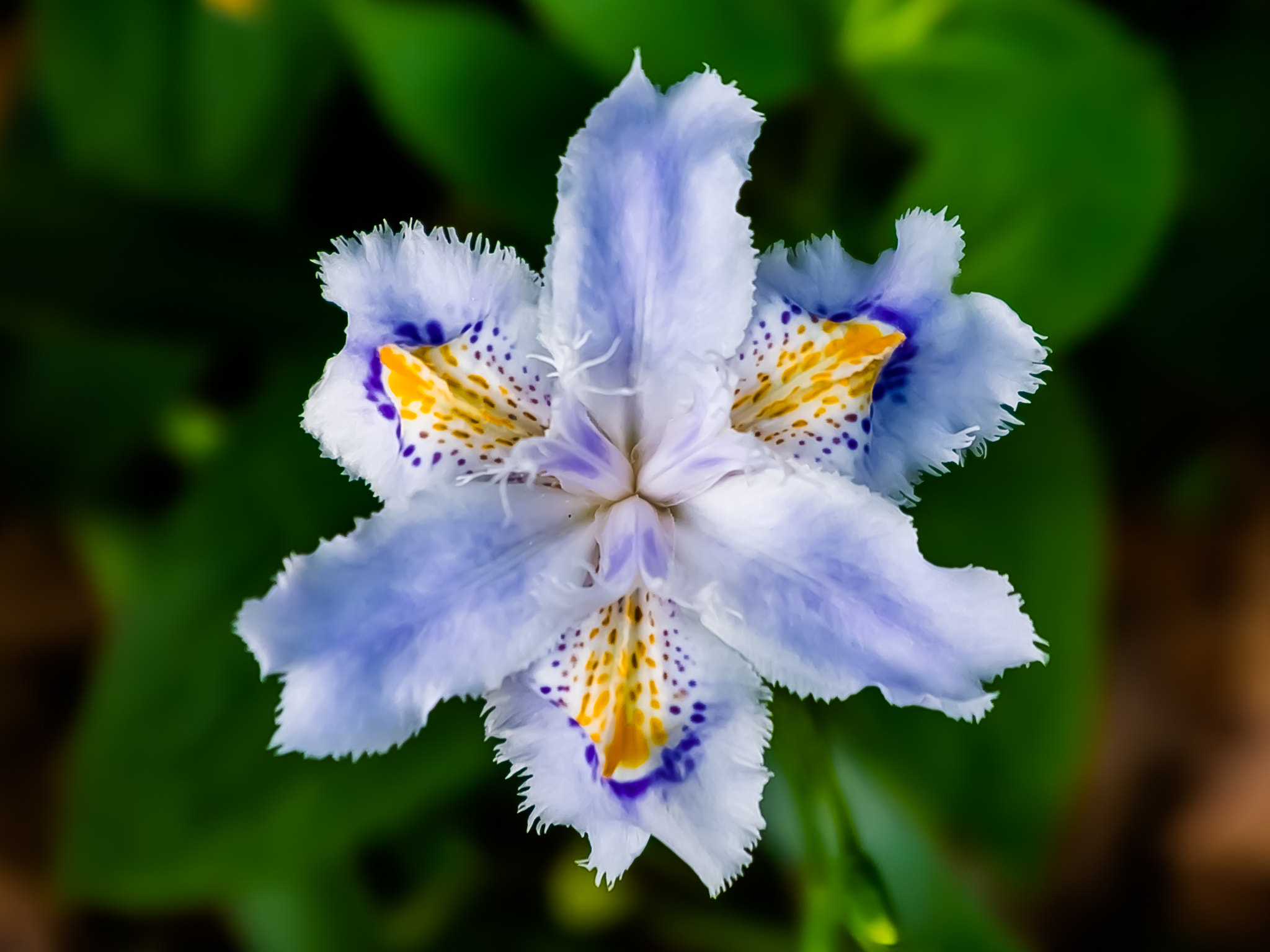Fujifilm X-M1 + Fujifilm XF 10-24mm F4 R OIS sample photo. Villa pisani fiore photography