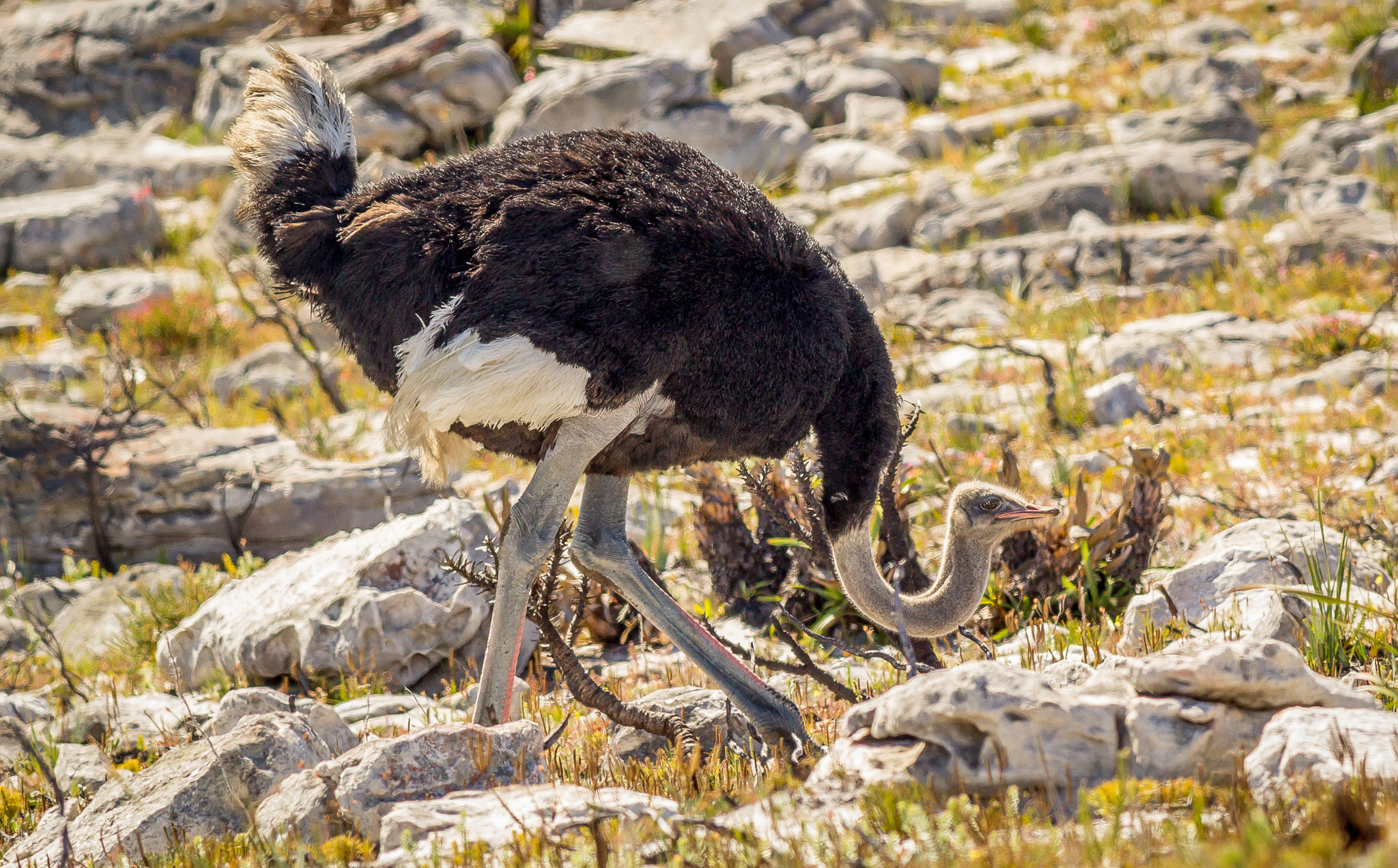 Canon EOS 1200D (EOS Rebel T5 / EOS Kiss X70 / EOS Hi) + Canon EF 400mm F5.6L USM sample photo. Ostrich in mating season photography