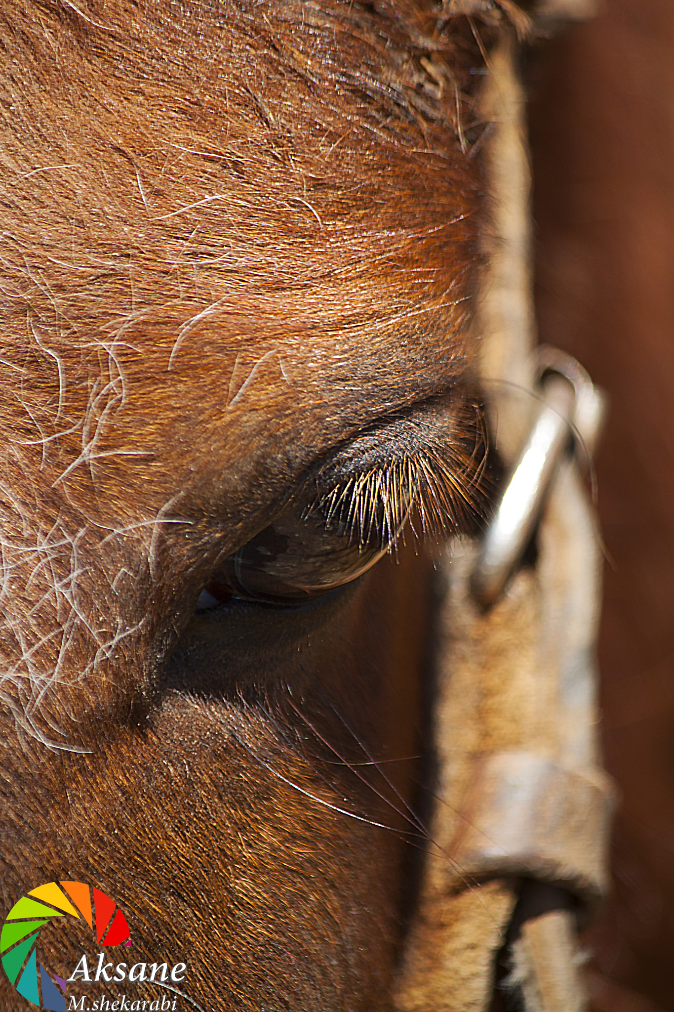 Canon EOS 500D (EOS Rebel T1i / EOS Kiss X3) sample photo. Workhorse photography