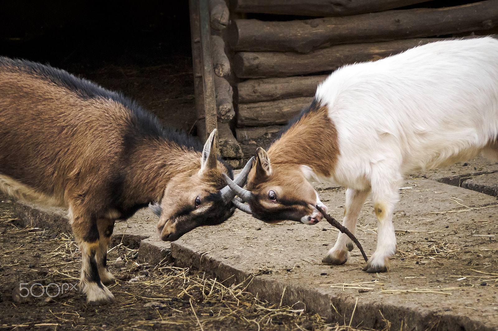 Olympus PEN E-P5 sample photo. Goats fighting photography