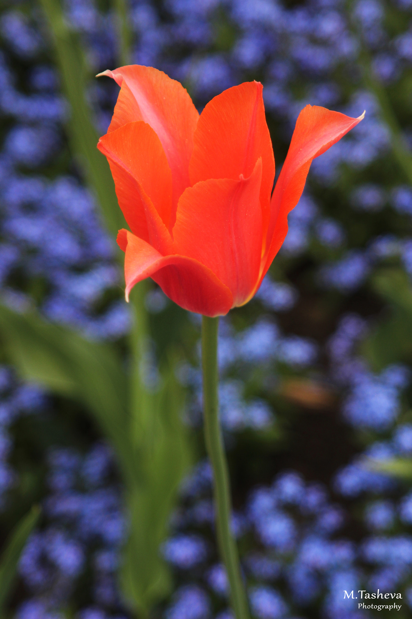 Canon EF 28-105mm f/3.5-4.5 USM sample photo. O photography