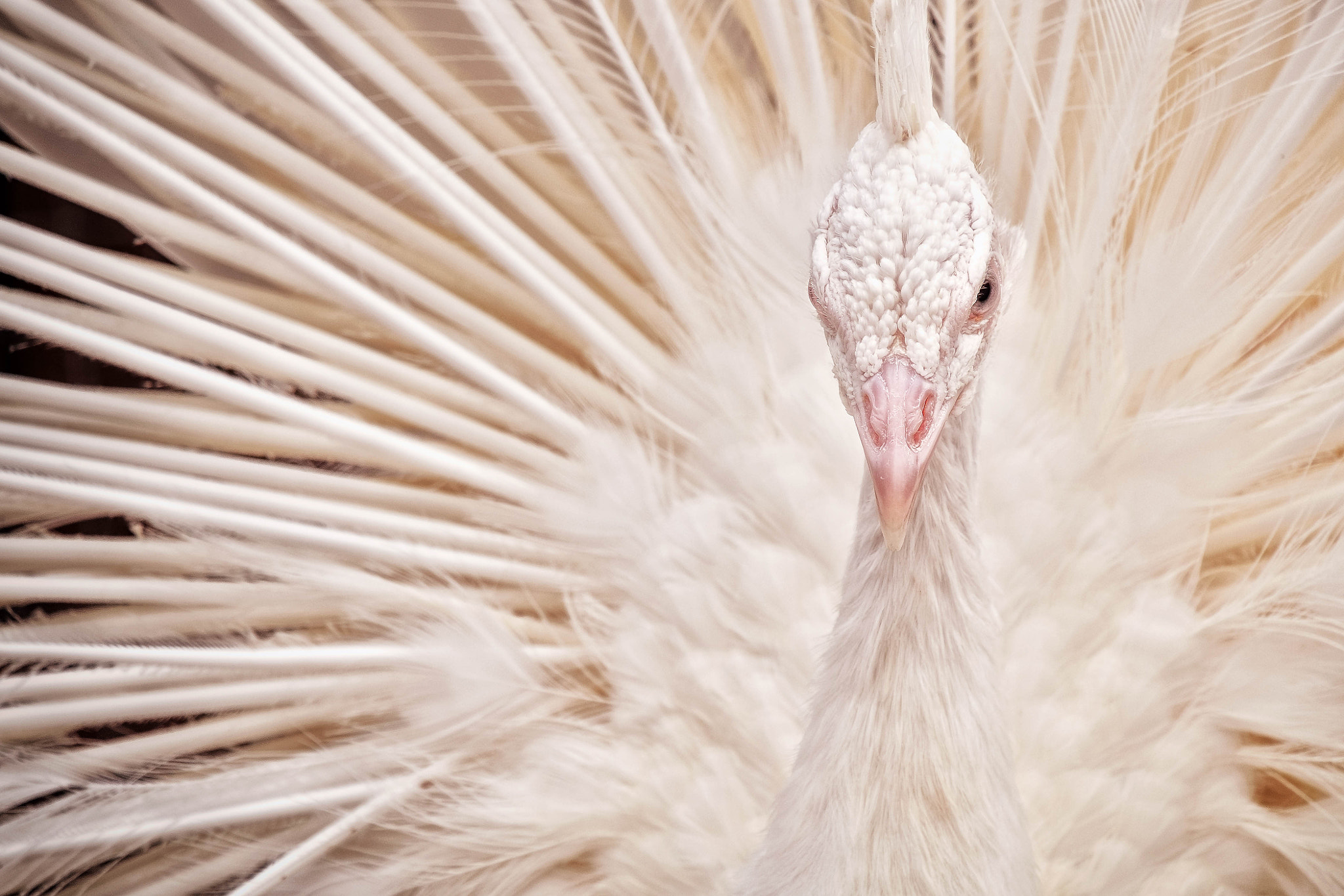 Fujifilm X-Pro1 + Fujifilm XC 50-230mm F4.5-6.7 OIS sample photo. Bird photography
