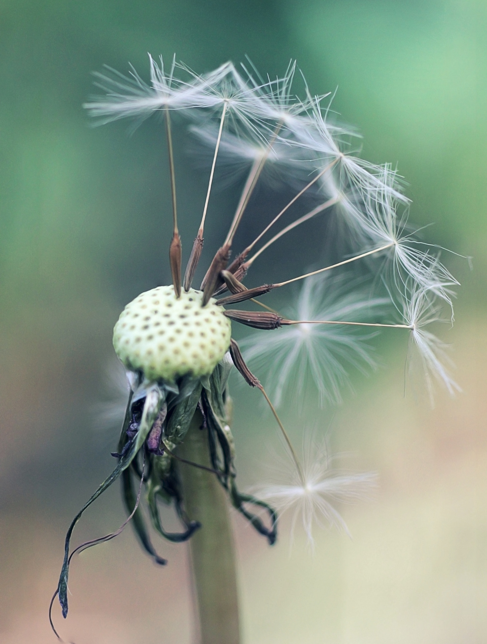 Canon EOS 550D (EOS Rebel T2i / EOS Kiss X4) + Canon EF 100mm F2.8 Macro USM sample photo. Dandelion 2 photography