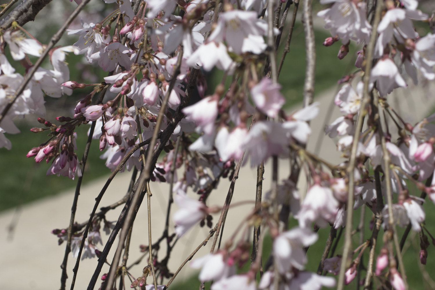 Sony a6000 + Canon EF 50mm F2.5 Macro sample photo. The daily percyscope 002 photography