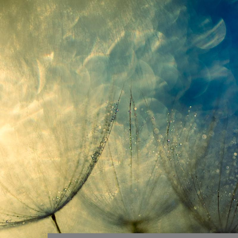Pentax K-r + Tamron SP AF 90mm F2.8 Di Macro sample photo. Azure photography