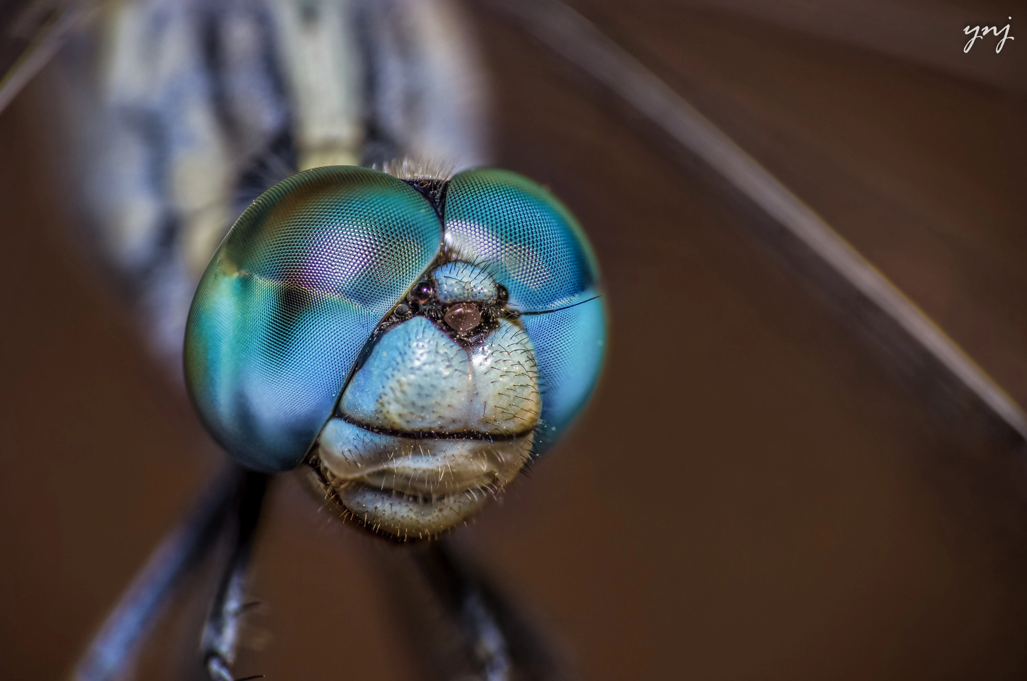 Sigma 70-300mm F4-5.6 APO DG Macro sample photo. Another blue dragon photography