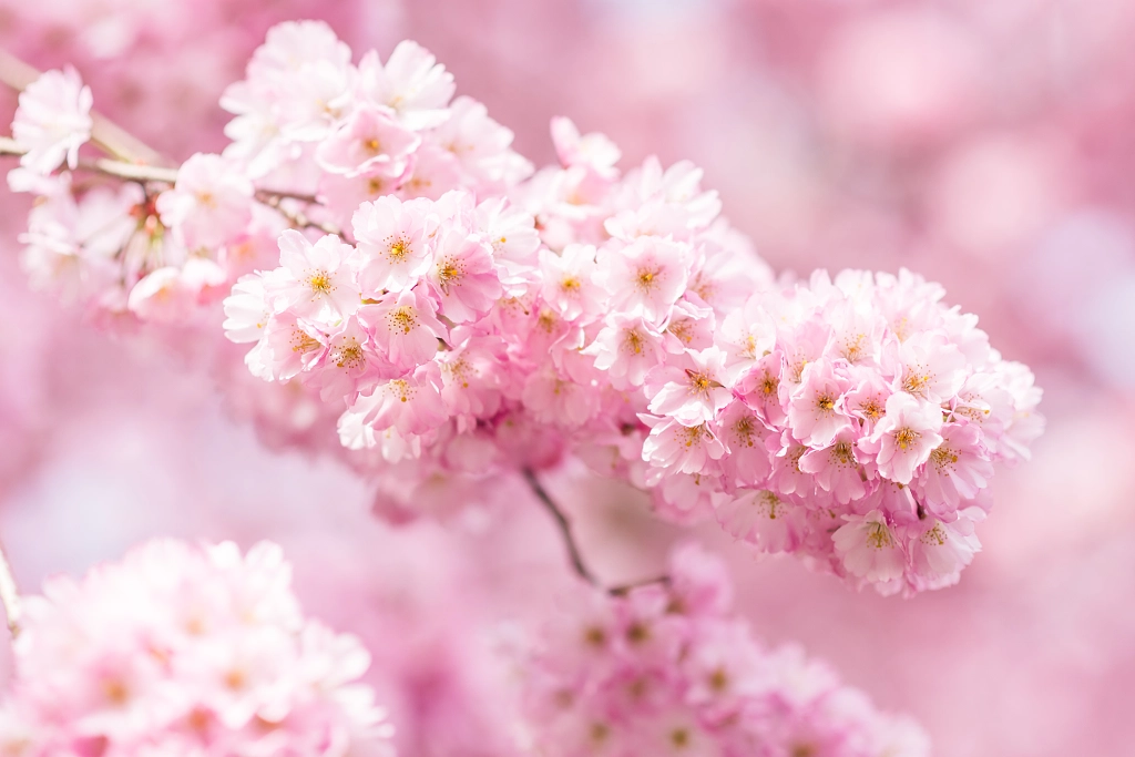 Bloom by Lijana Tagmann on 500px.com