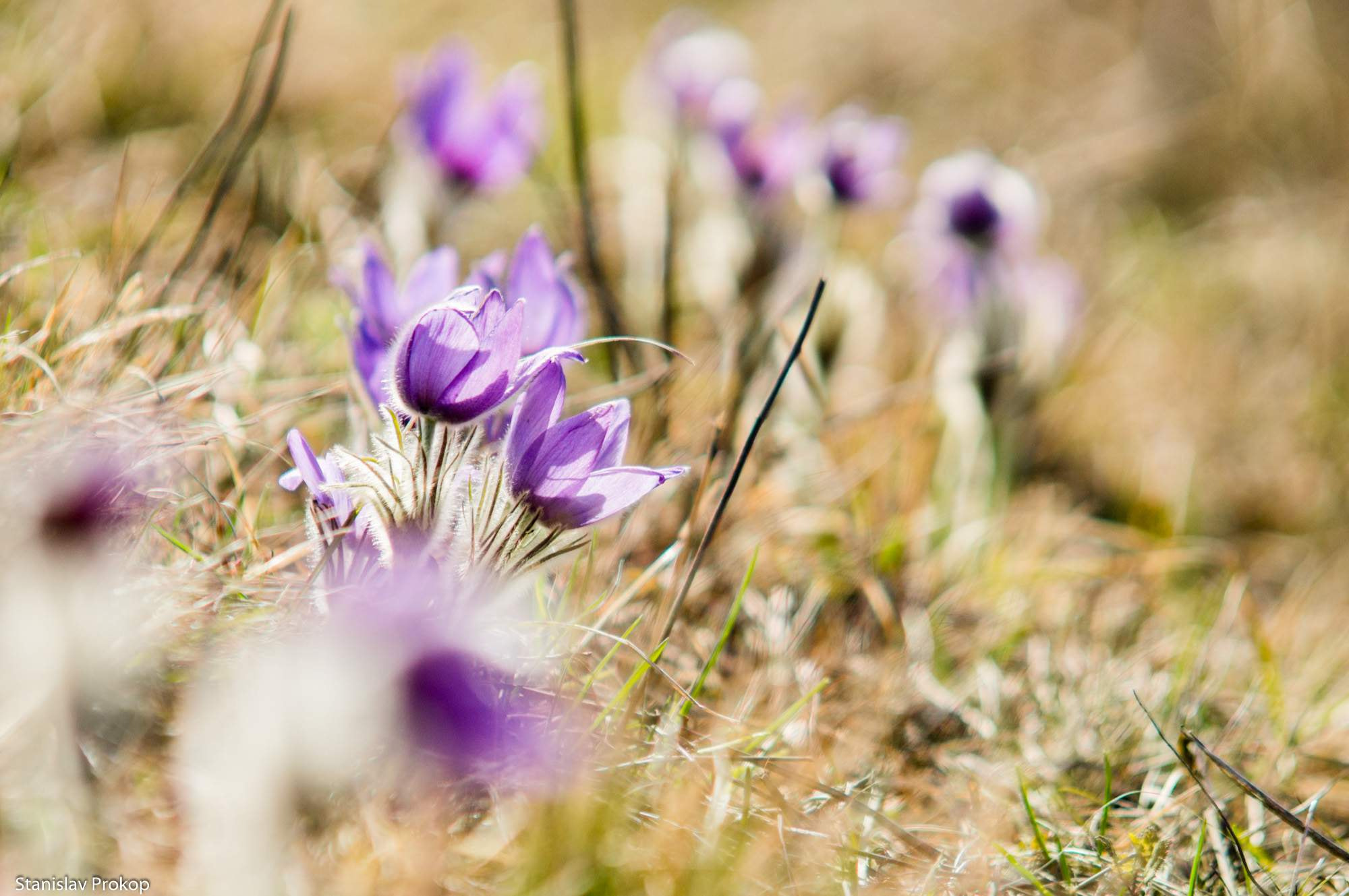 Sony SLT-A57 + Sigma M-AF 70-200mm F2.8 EX APO sample photo. Violet beauty photography