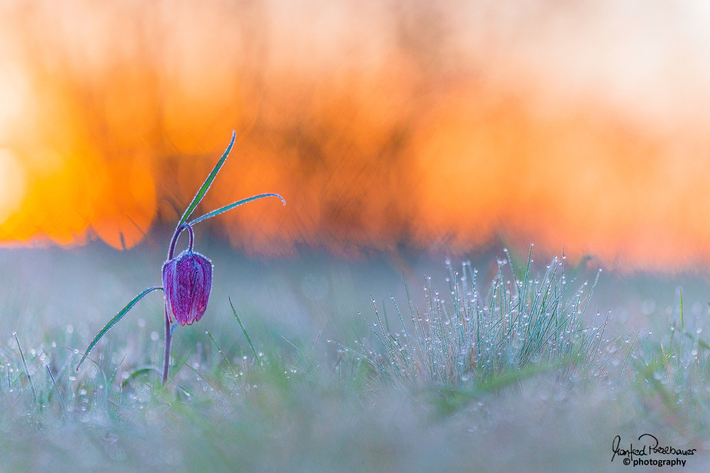 Sigma APO Macro 150mm f/2.8 EX DG HSM sample photo. Fritillaria meleagris - snake's head - schachblume photography