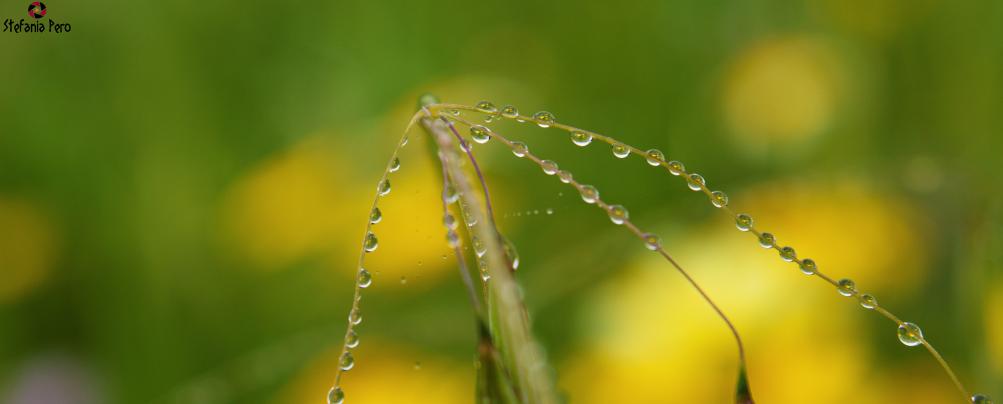 Nikon D3200 + Nikon AF Fisheye-Nikkor 16mm F2.8D sample photo. Drop photography