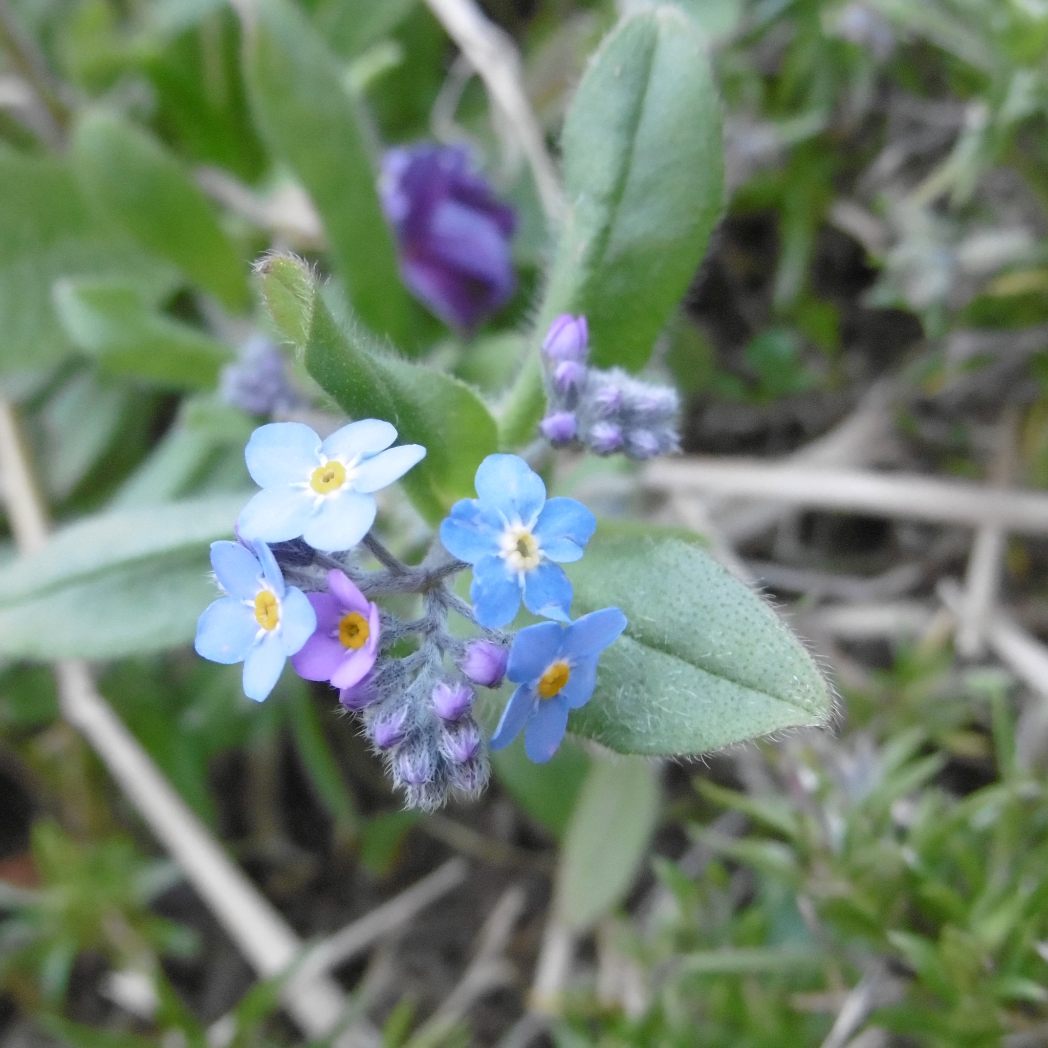 Panasonic DMC-SZ10 sample photo. Beautiful little flowers photography